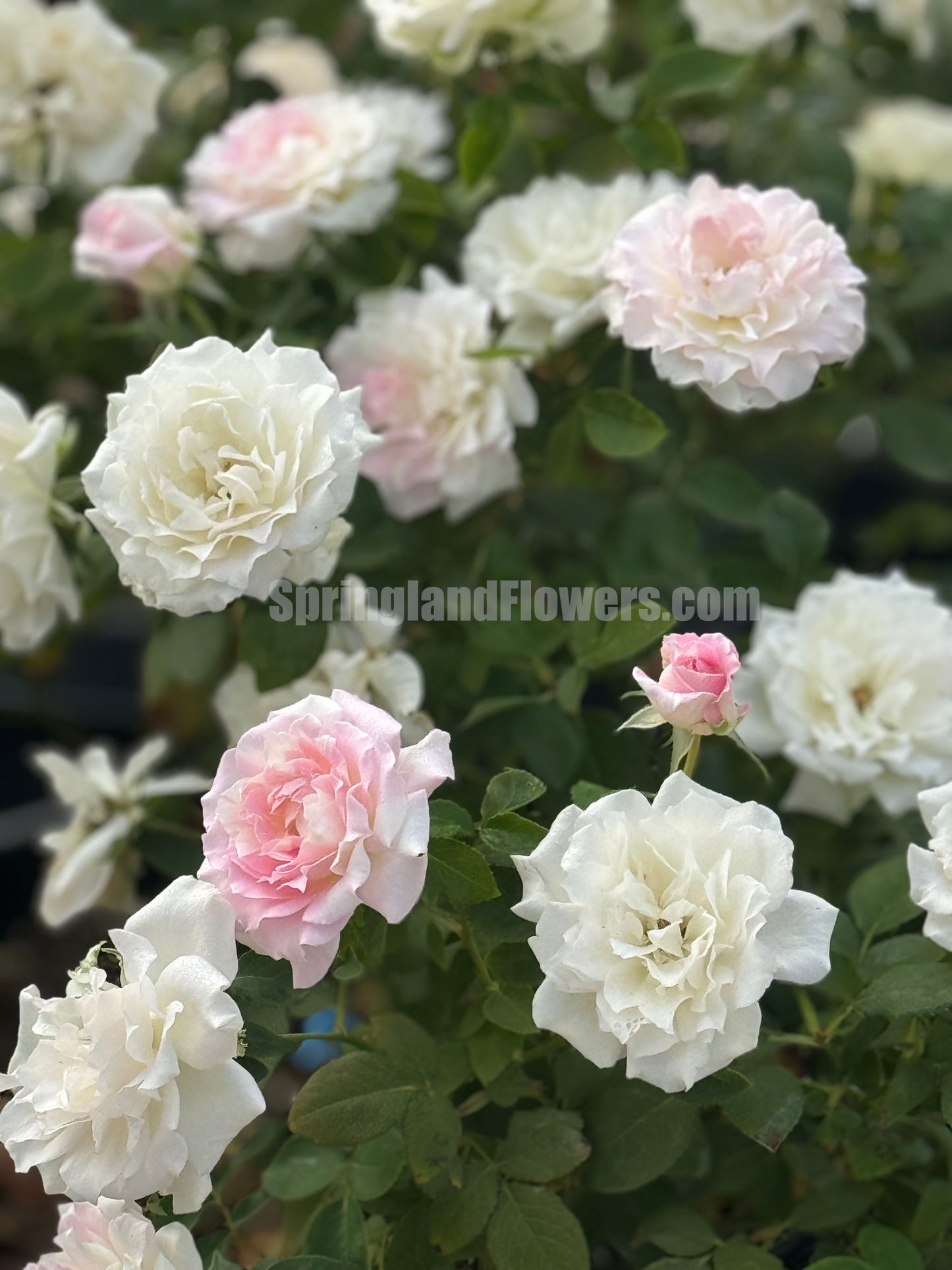 Mille Feuille 法式千层酥 ミルフィーユ ,Japanese Shrub Rose ,  Repeat Blooming，Non-Grafted/Own Root.