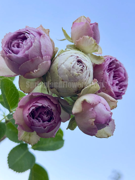 #SPN088,  Lavender Lace 薰衣草蕾丝，Florist Shrub Rose, Non-Grafted/Own Root.