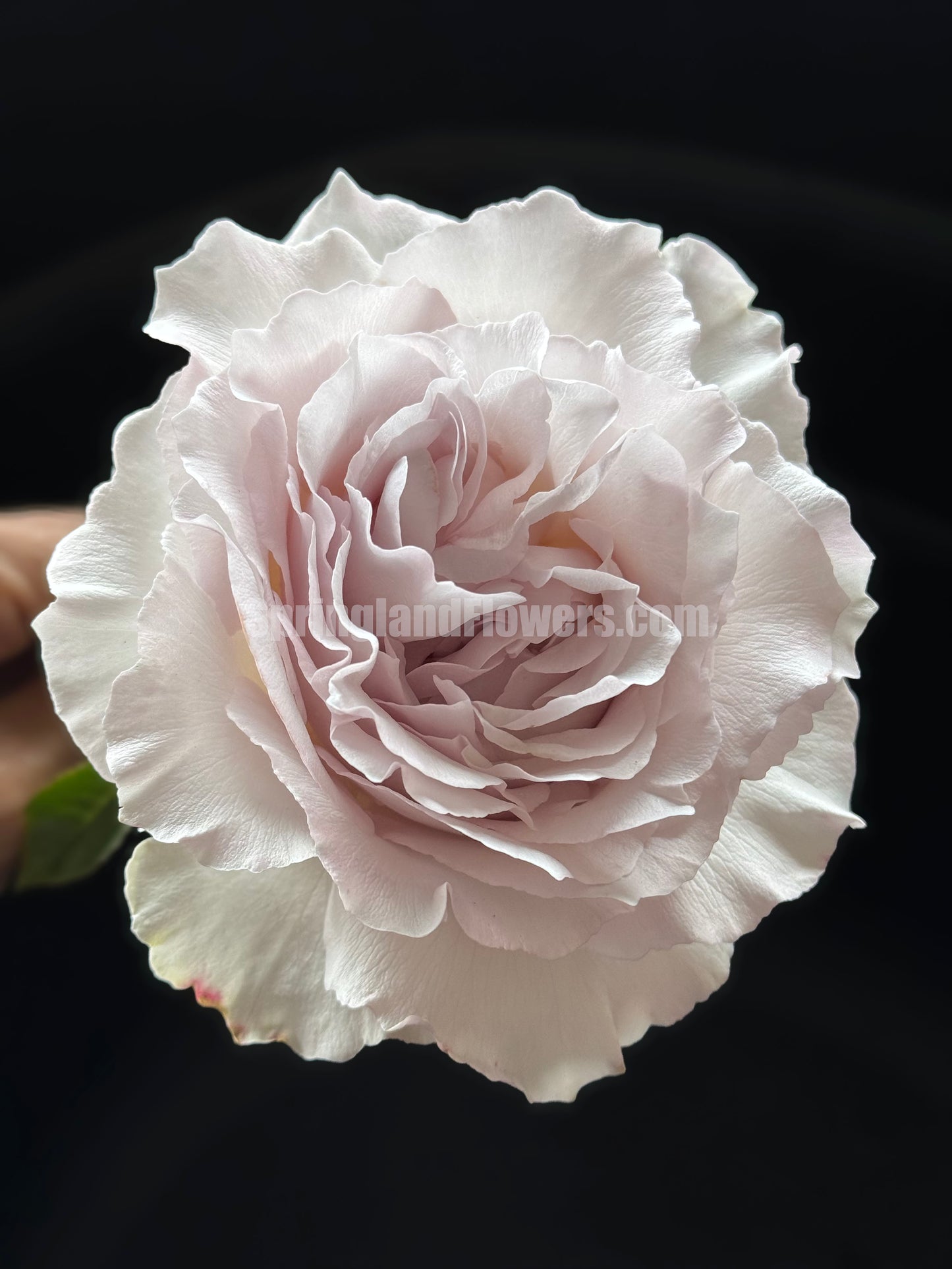 #SPJ101，Saphiret 莎菲天使 , Japanese Shrub Rose，Non-Grafted/Own Root.