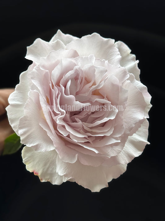 #SPJ101，Saphiret 莎菲天使 , Japanese Shrub Rose，Non-Grafted/Own Root.