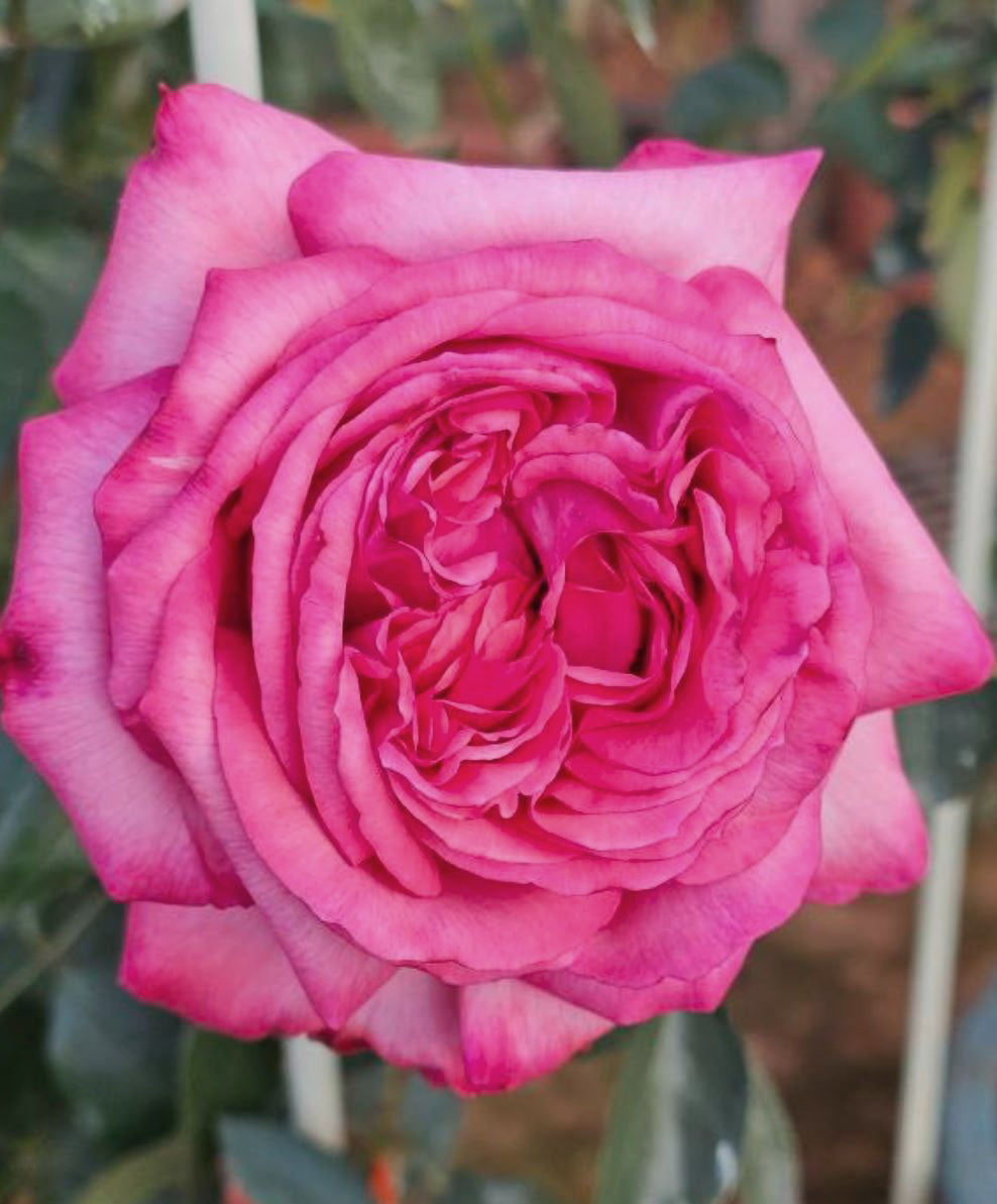 #SPJ237，NEW! 2022. Ensorcelant 伊芙妖艳, Japanese Shrub Rose, Non-Grafted/Own Root.