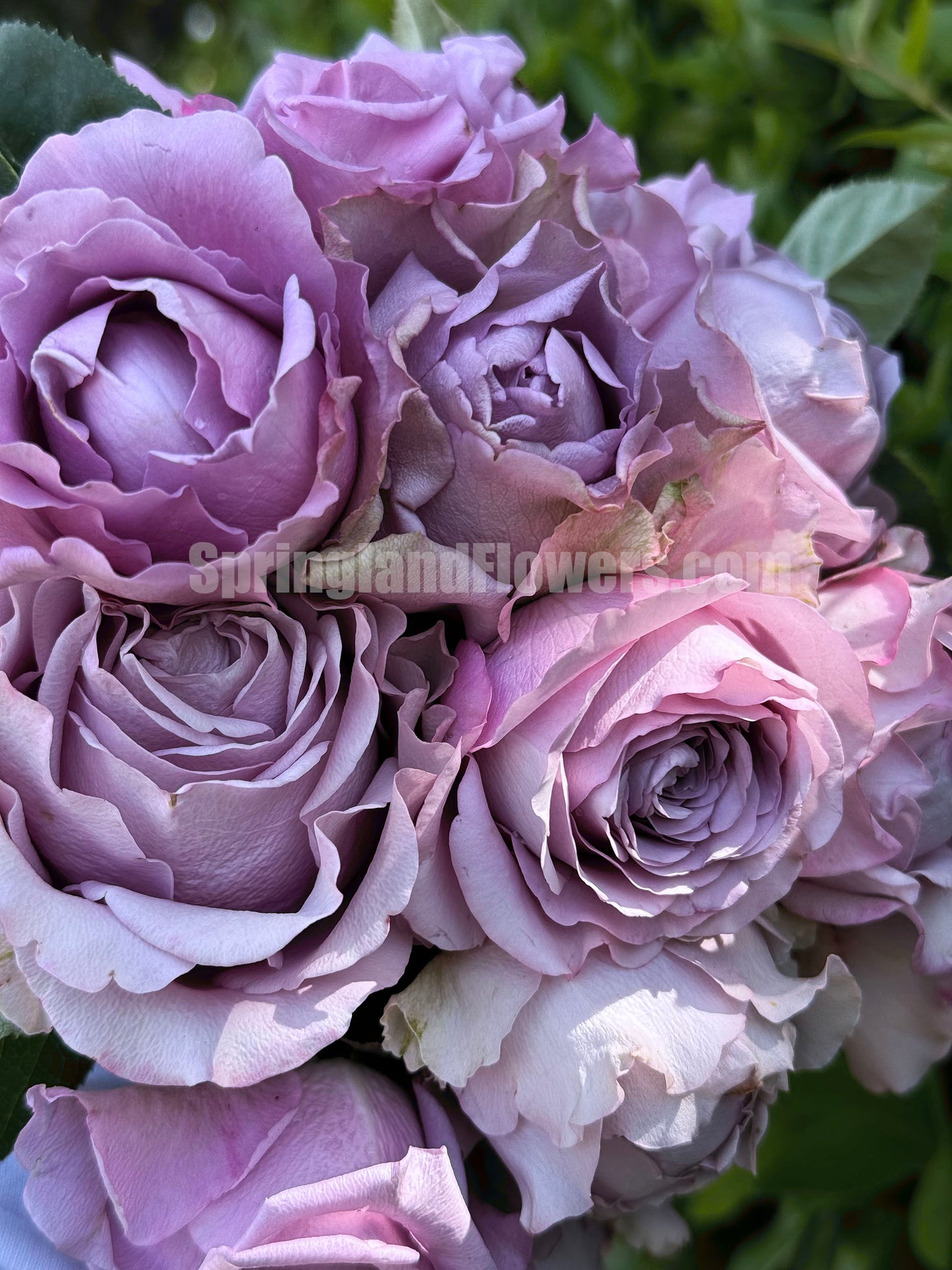 #SPQ004, Amethyst 紫龙晶， Florist Shrub Rose, Heat-resistant,  Non-Grafted/Own Root.