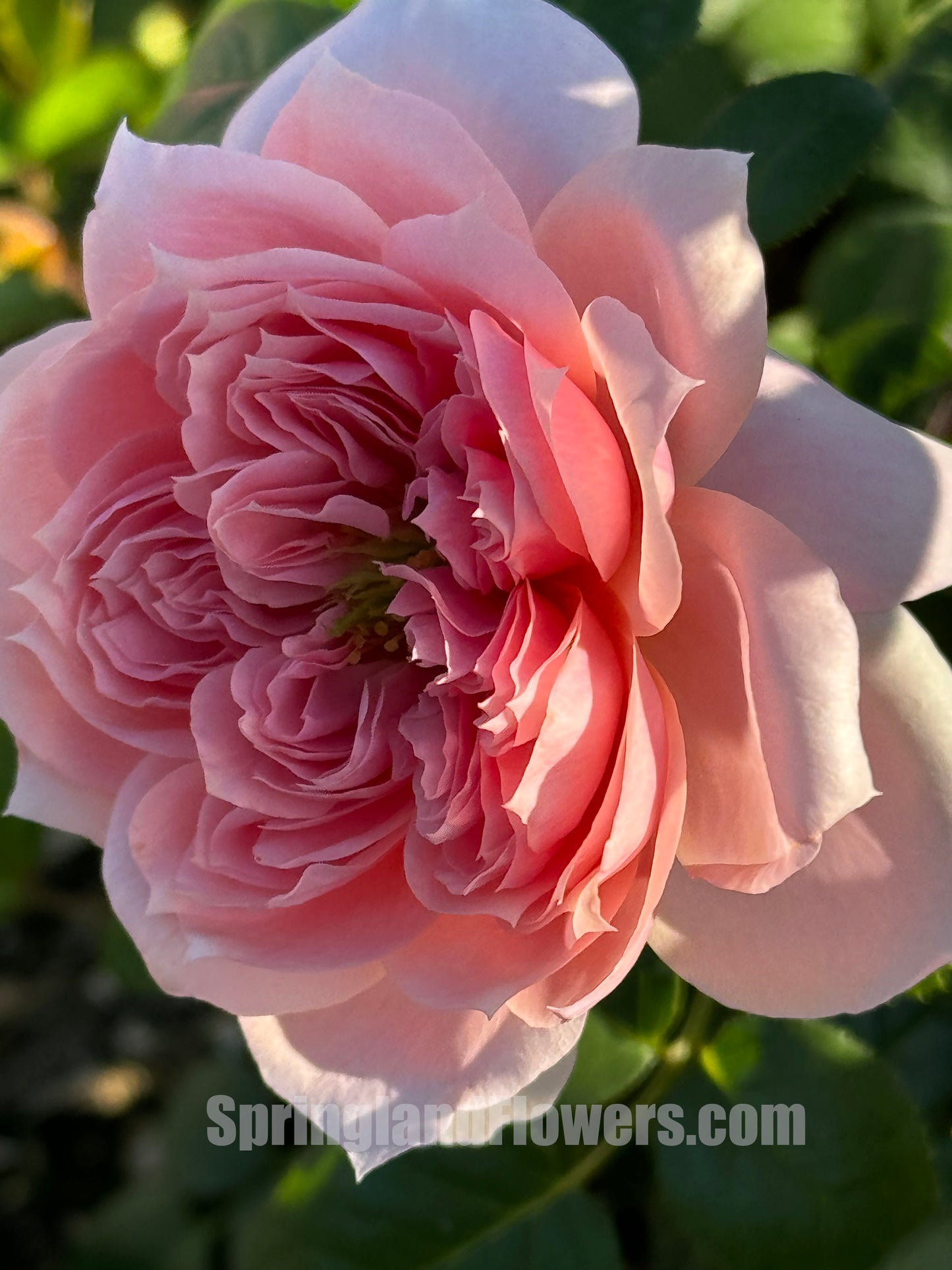 Cecil de volanges 蝶之舞 セシルドゥヴォーランジェ，Japanese Shrub Rose. Heat-tolerant, disease-resistant, Non-Grafted/Own Root.