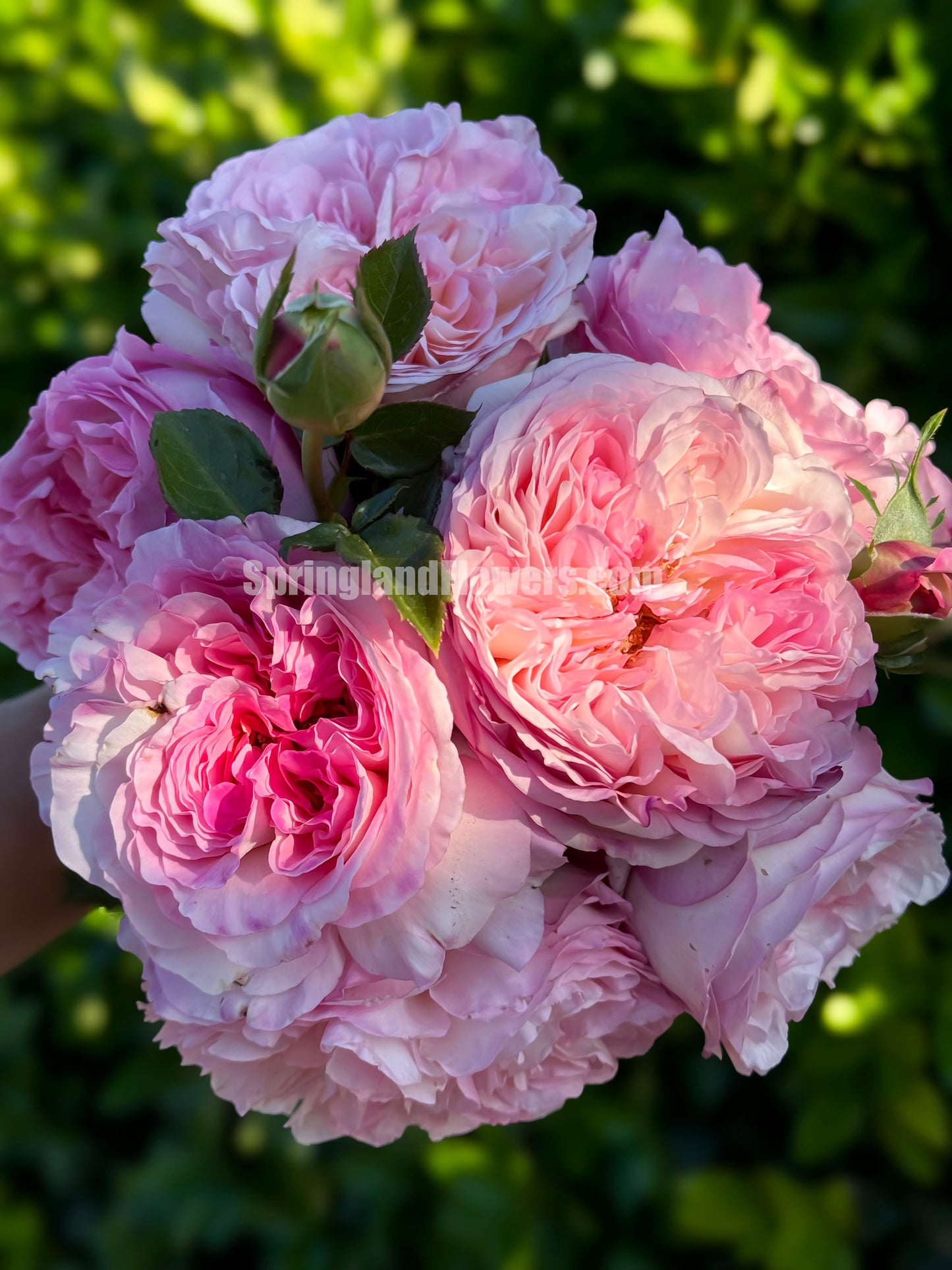 Princess Sakura 樱花公主, Japanese Shrub Rose , Non-Grafted/Own Root.