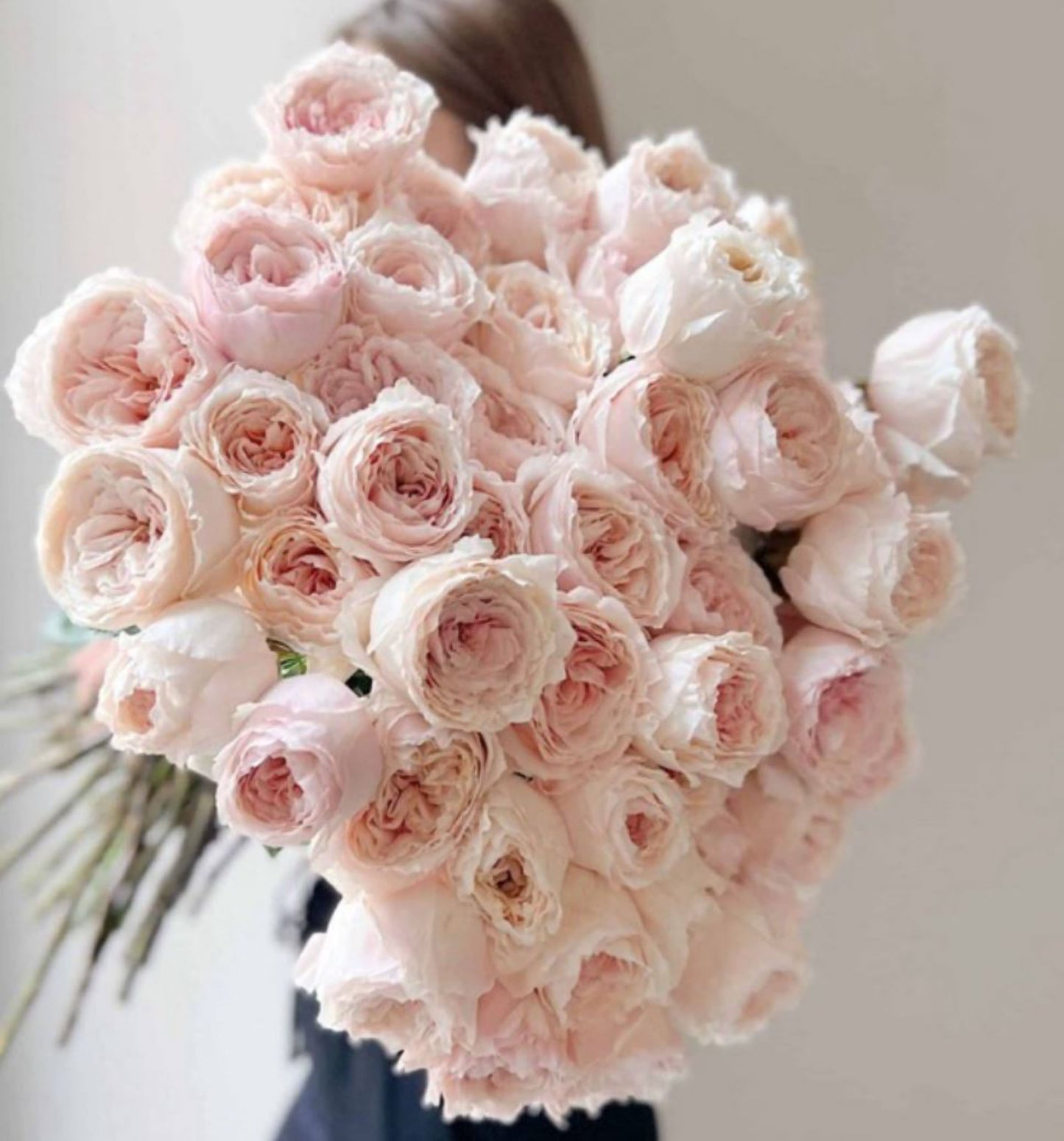 #SPJ151, Extremely Similar to Tsumugi-Hirari 紬-轻柔, Japanese Florist Shrub Rose, Non-Grafted/Own Root.