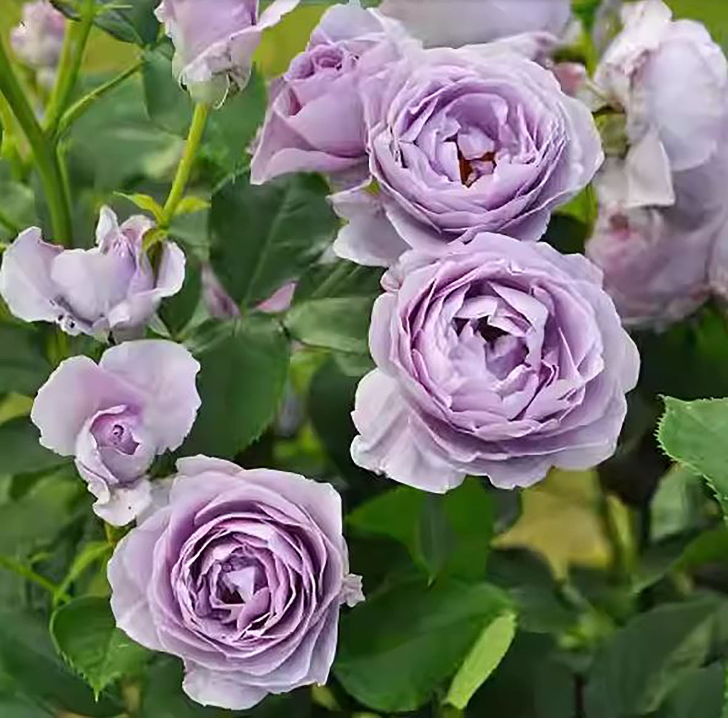 Shinoburedo 蓝色风暴/暗恋的心 のぶれど，Japanese Floribunda Rose, Non-Grafted/Own Root.