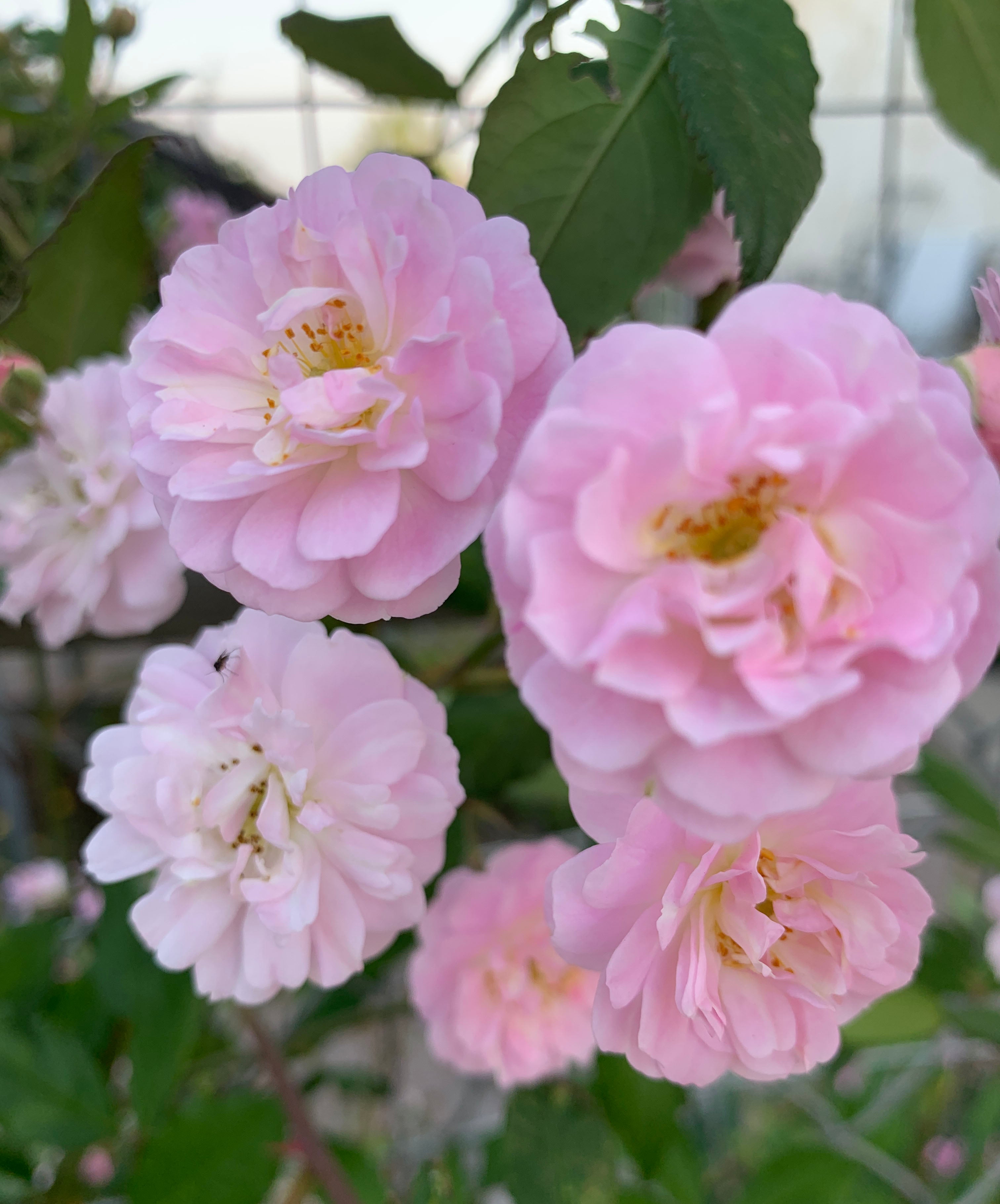 Perfume Breeze 微风香水 Climbing Rose,Non-Grafted/Own Root.