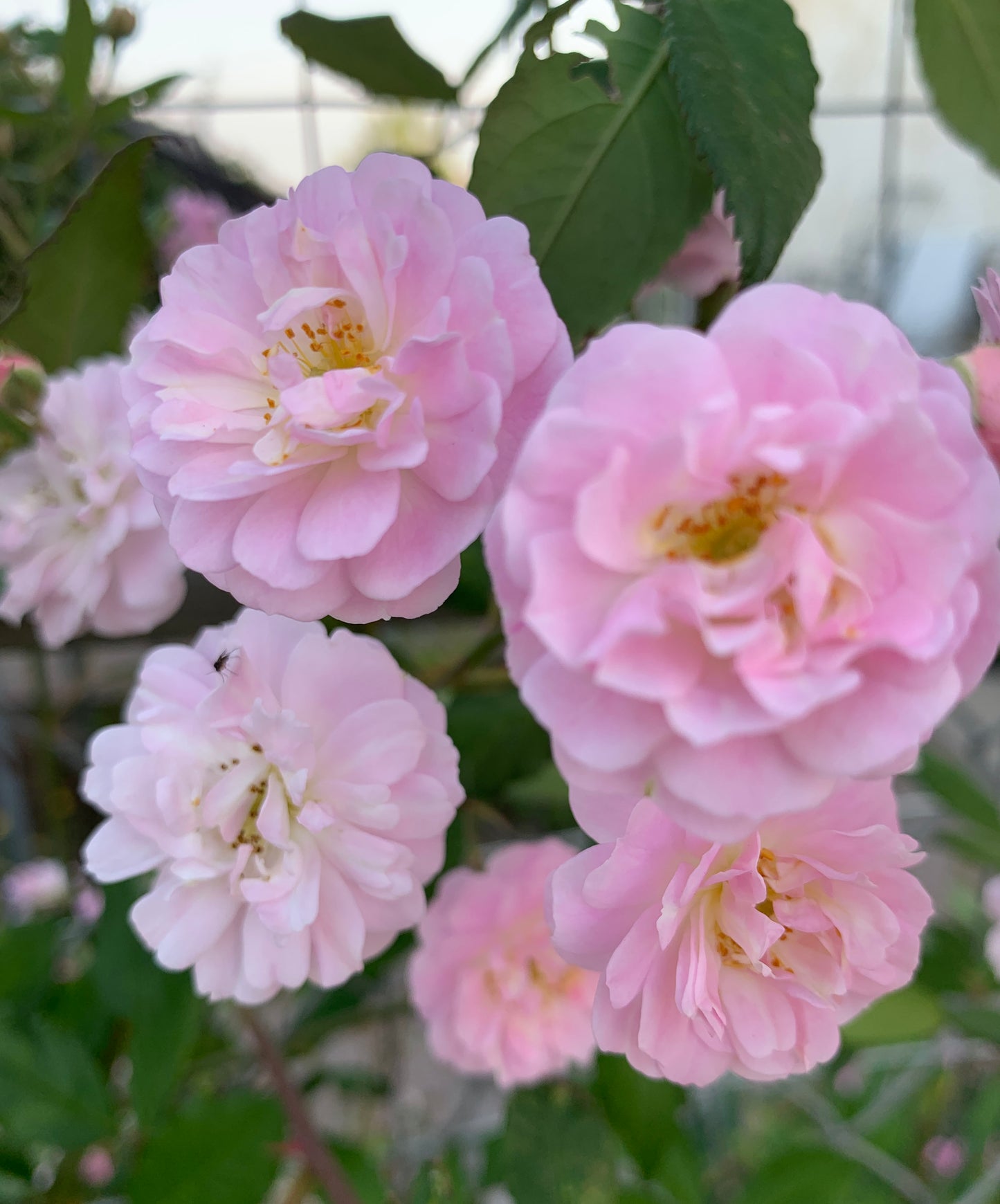 Perfume Breeze  微风香水 Climbing Rose,Non-Grafted/Own Root.1 Gal.