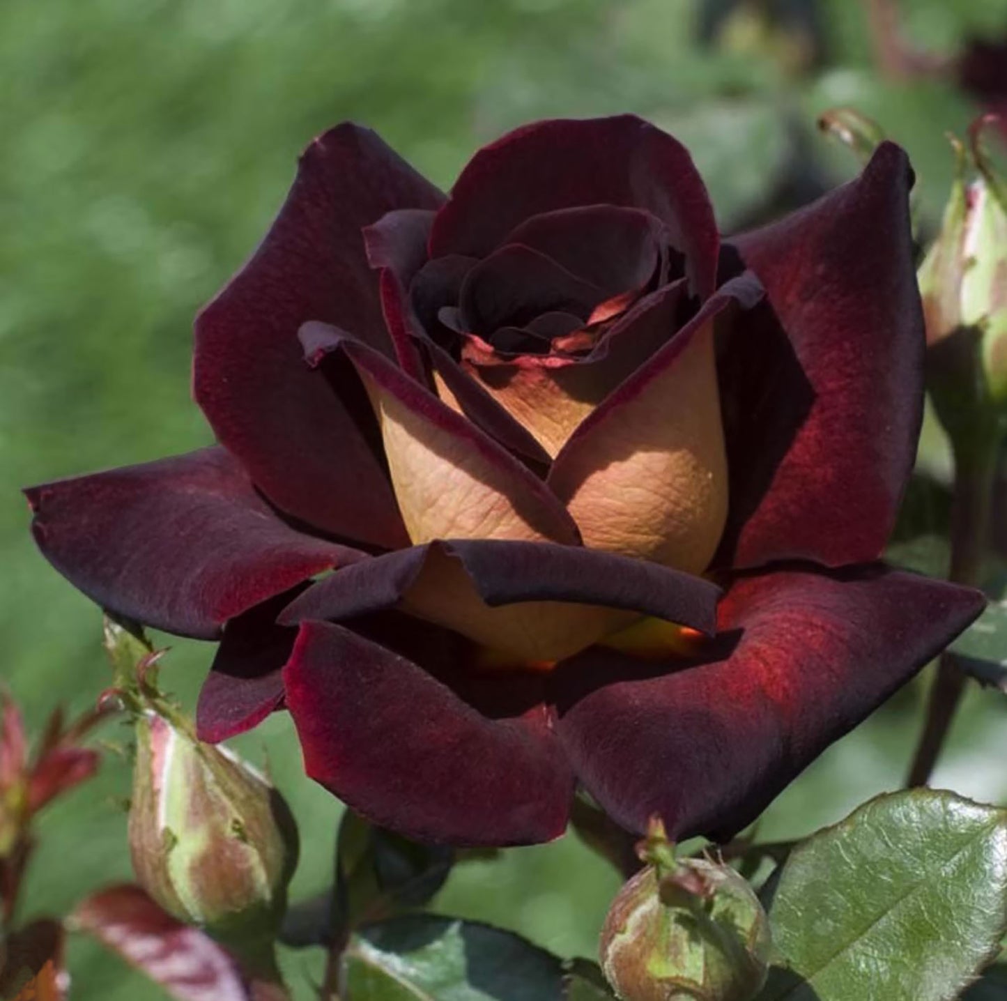 Eddy Mitchell 骇客, Hybrid Tea Rose,  Non-Grafted/Own Root.