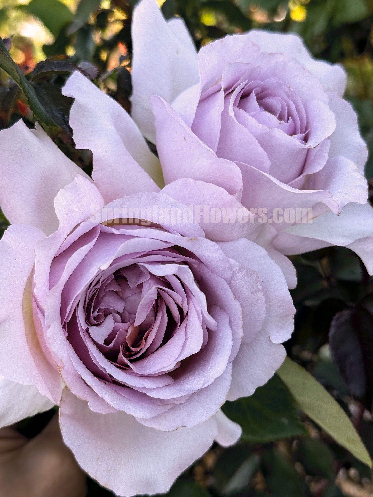 The Pride 荣耀（尼普），Hybrid Tea Rose, Strong  Fruity  Fragrance.  Non-Grafted/Own Root.