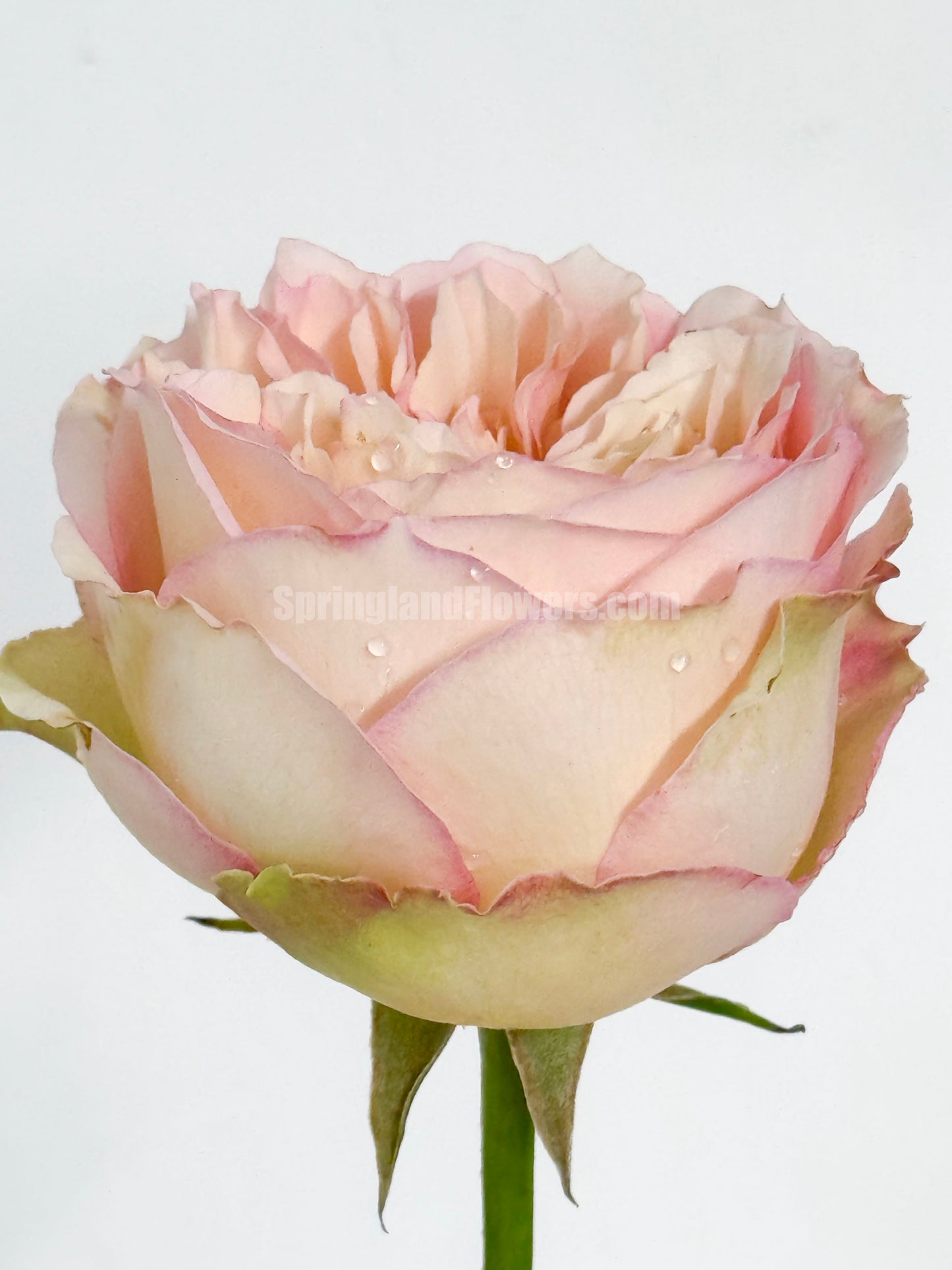 #SPN059, extremely similar to Jalitah 吉莱塔/ 四季龙沙, Netherlands Florist Shrub Rose, Heat-Resistant, Disease-Resistant, Non-Grafted/Own Root.