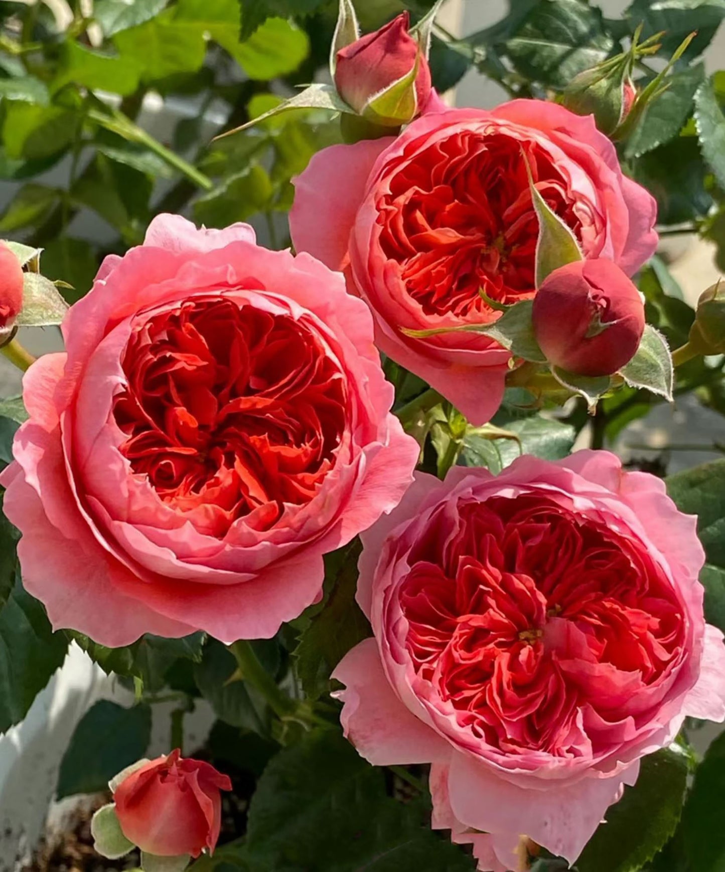 Cinnabar Bowl (Zhusha Wan) 朱砂碗，Chinese Rose, Non-Grafted/Own Root.