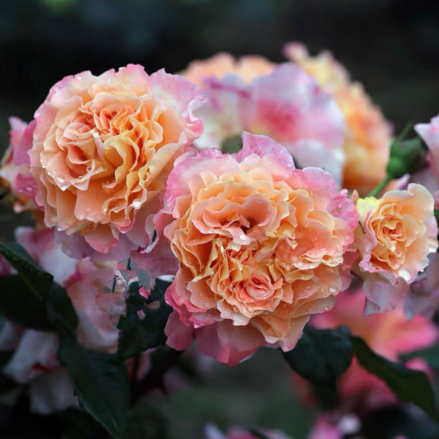 Augusta Luise 奥古斯塔.路易斯, Hybrid Tea Rose, Strong fragrance. Large. 2 Years Old 1 Gal, Non-Grafted/Own Root.