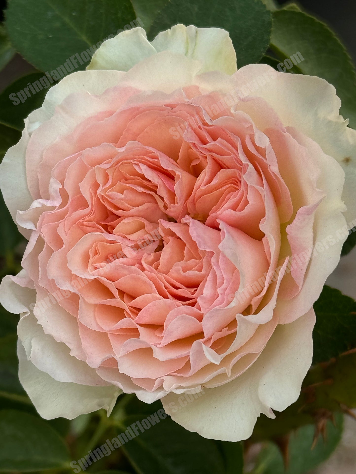 Pashmina Summerhouse 夏日羊绒/夏日绒球，Shrub Rose，Non-Grafted/Own Root. 3 YEARS Old Large Size.