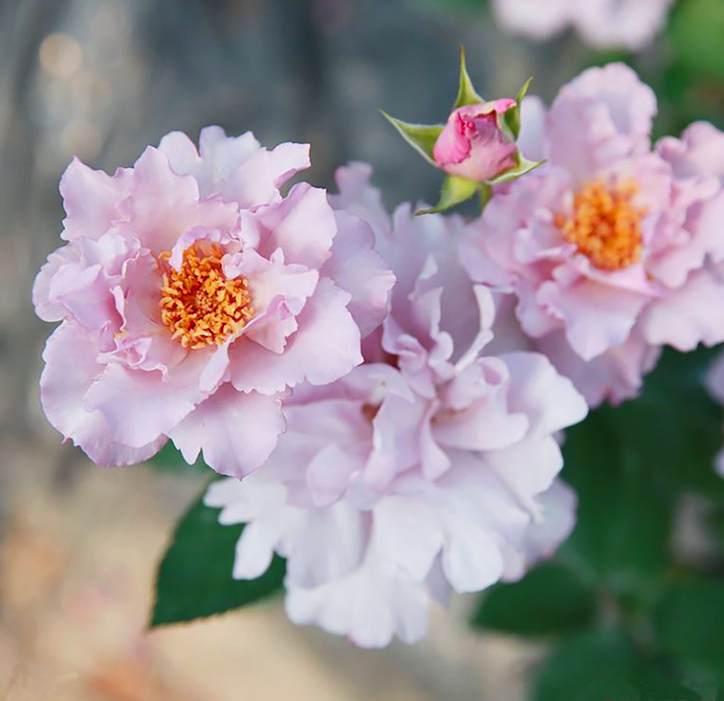 Couture Rose Tilia 玫瑰时装 クチュール・ローズ・チリア, Japanese Floribunda Rose.  Strong fragrance. Non-Grafted/Own Root.