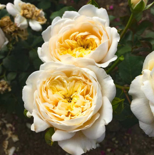 #SPF134，Extremely Similar to Romantic Cream 奶油迷迭香，Shrub Rose, Large, Disease Resistance, Non-Grafted/Own Root.