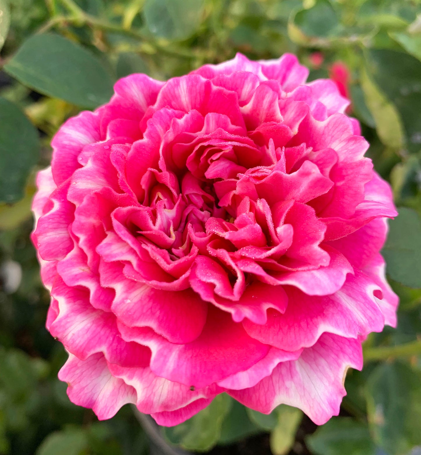 Frosted Fuchsia 紫雾凝霜，Chinese Shrub Rose，Non-Grafted/Own Root.