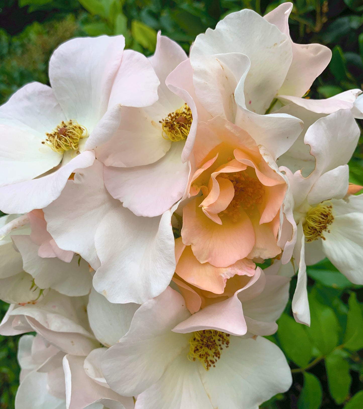 Sally Holmes 莎莉·霍姆斯 Climbing Rose,Non-Grafted/Own Root.