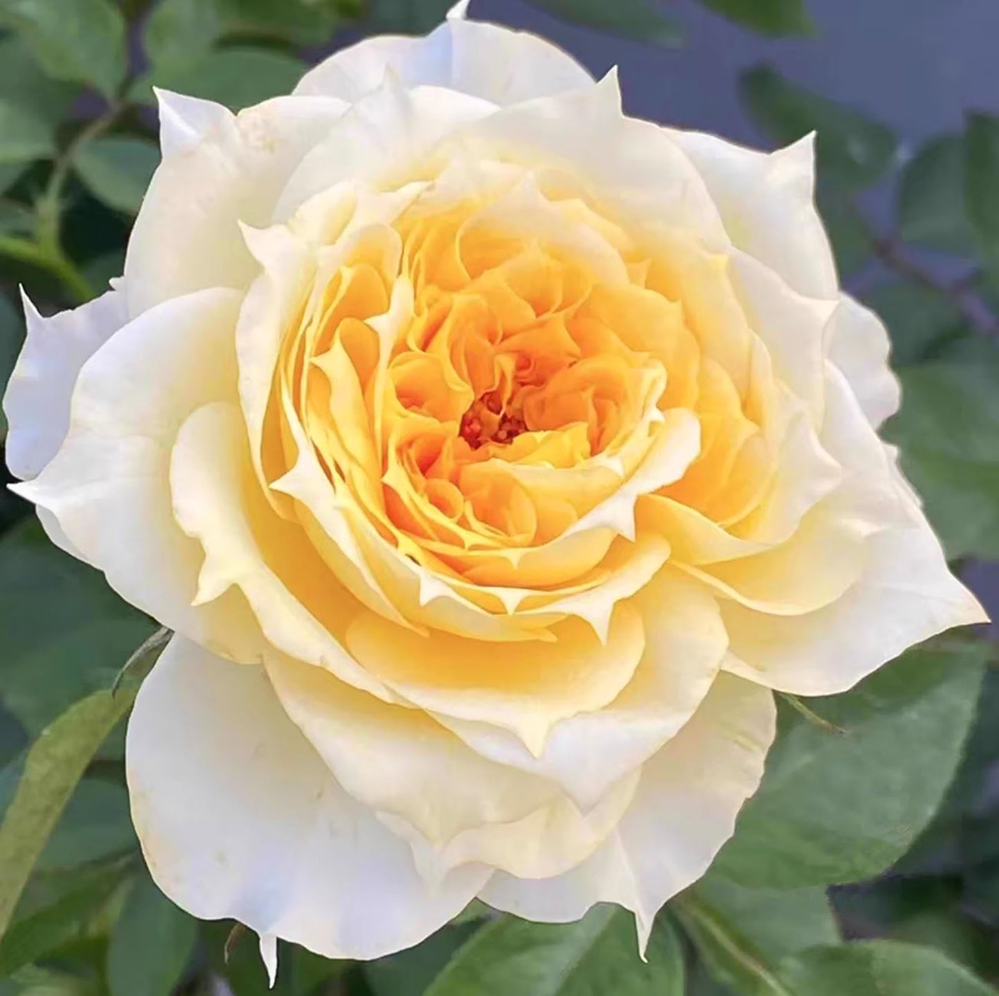 Sunny Antike 阳光古董 サニー アンティーク，Japanese Shrub Rose, Repeats Blooming, Strong Fragrance, Non-Grafted/Own Root.