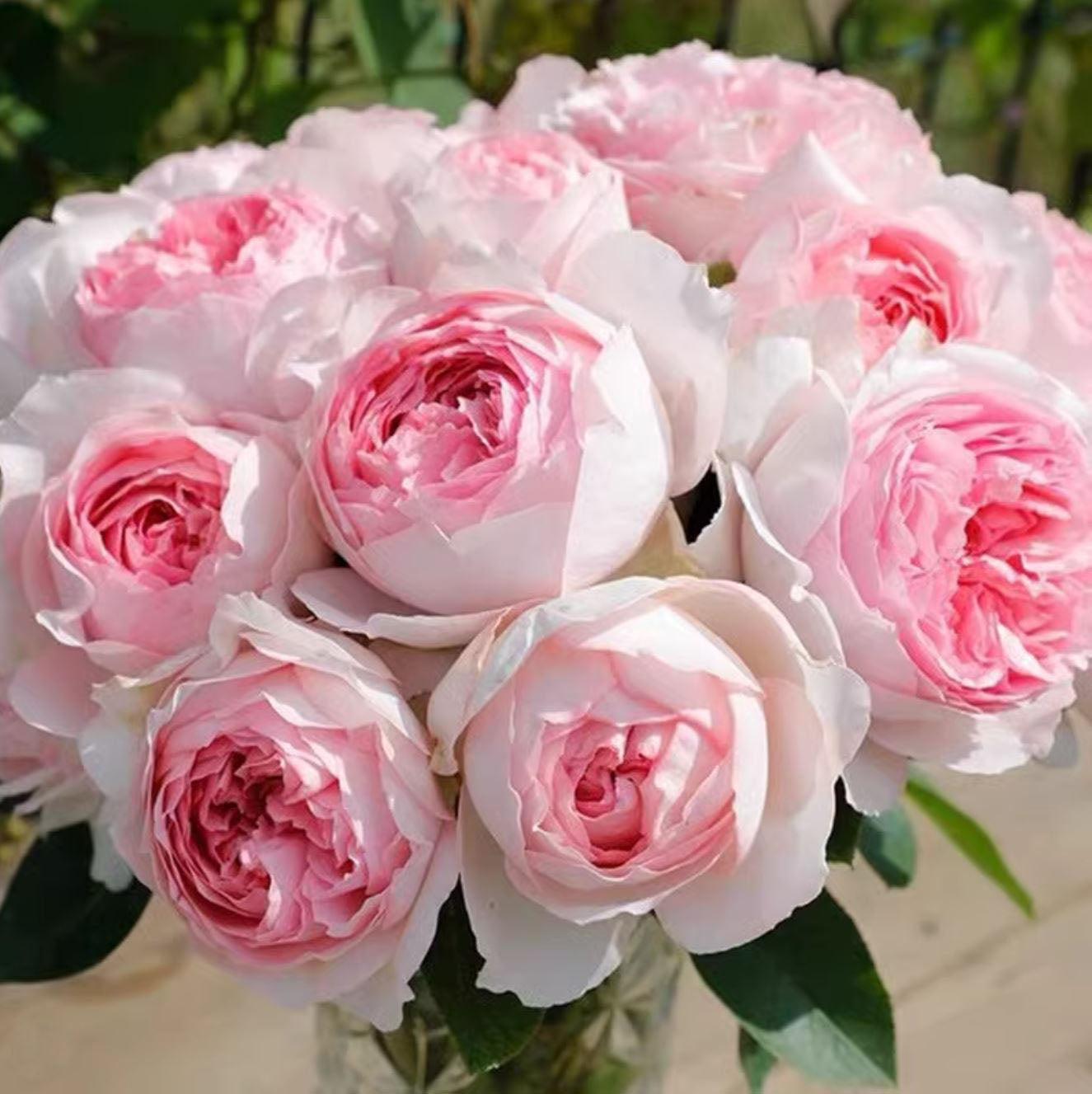 Yves L’esprit de fille 伊芙乙女心 レスプリドフィーユ,  Japanese Shrub Rose, Strong Fragrance, Non-Grafted/Own Root.