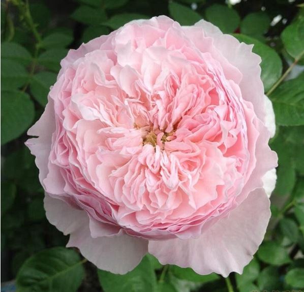 De Cheryl 谢莉尔 ，Shrub Rose，Non-Grafted/Own Root.