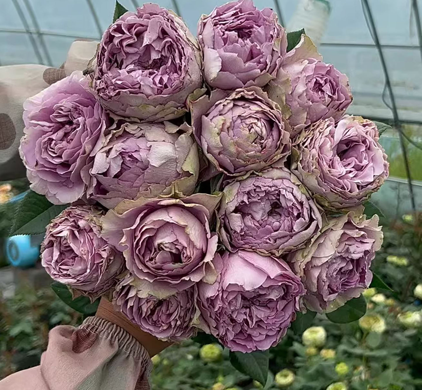 Amethyst 紫龙晶, Shrub Rose, Heat-resistant,  Non-Grafted/Own Root.