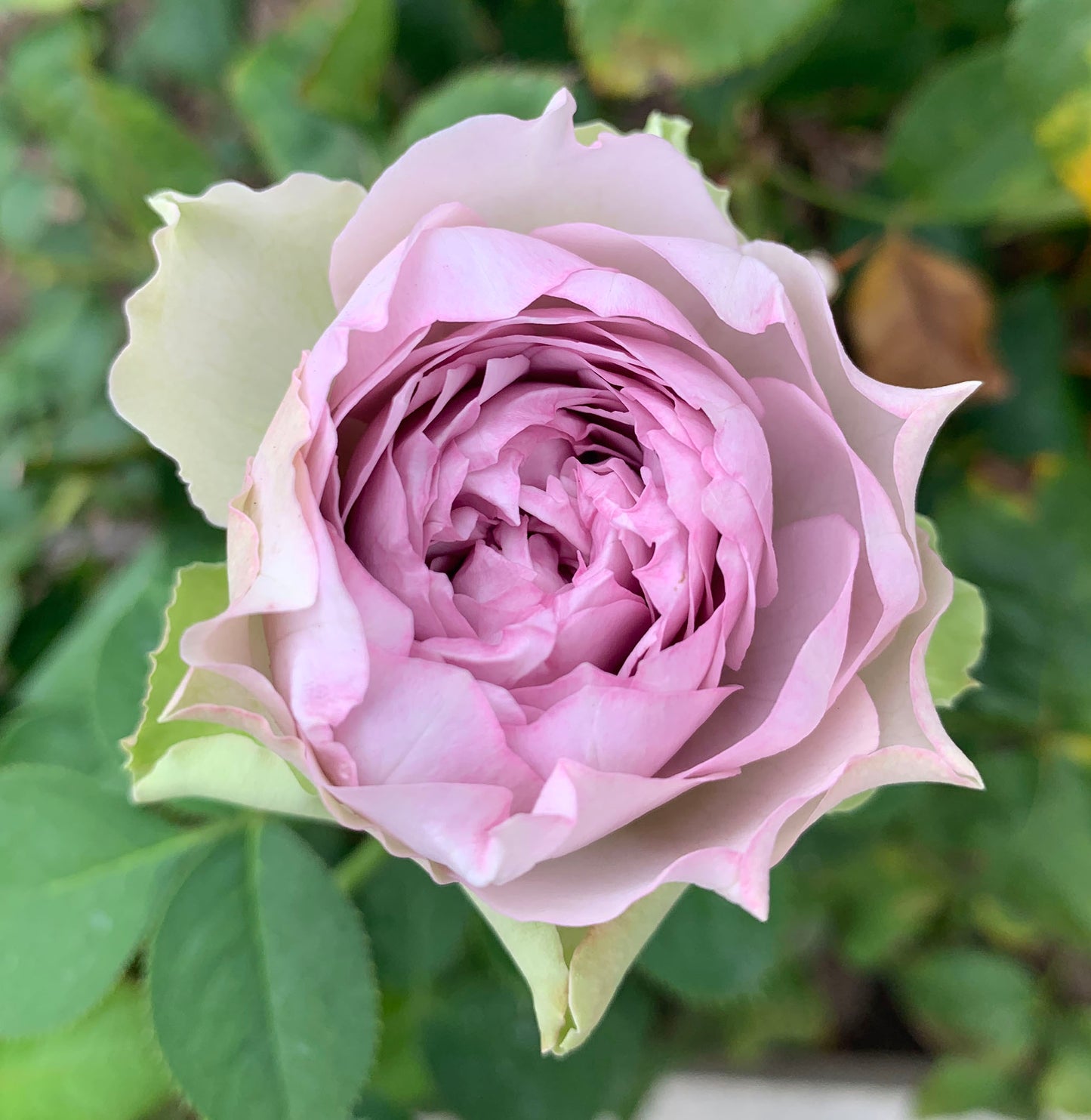 Coffret 首饰盒 コフレ，Japanese Shrub Rose，Heat Resistant， Non-Grafted/Own Root.