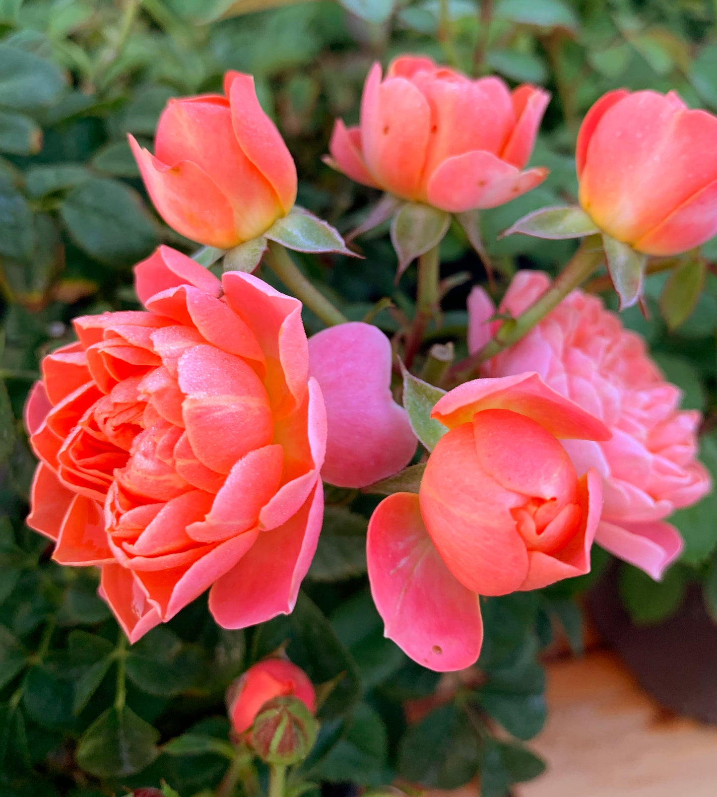 Grapefruit Terrace 血橙果汁阳台,  Floribunda Rose, Non-Grafted/Own Root.Yearlong flower buds. Perfect for small gardens.