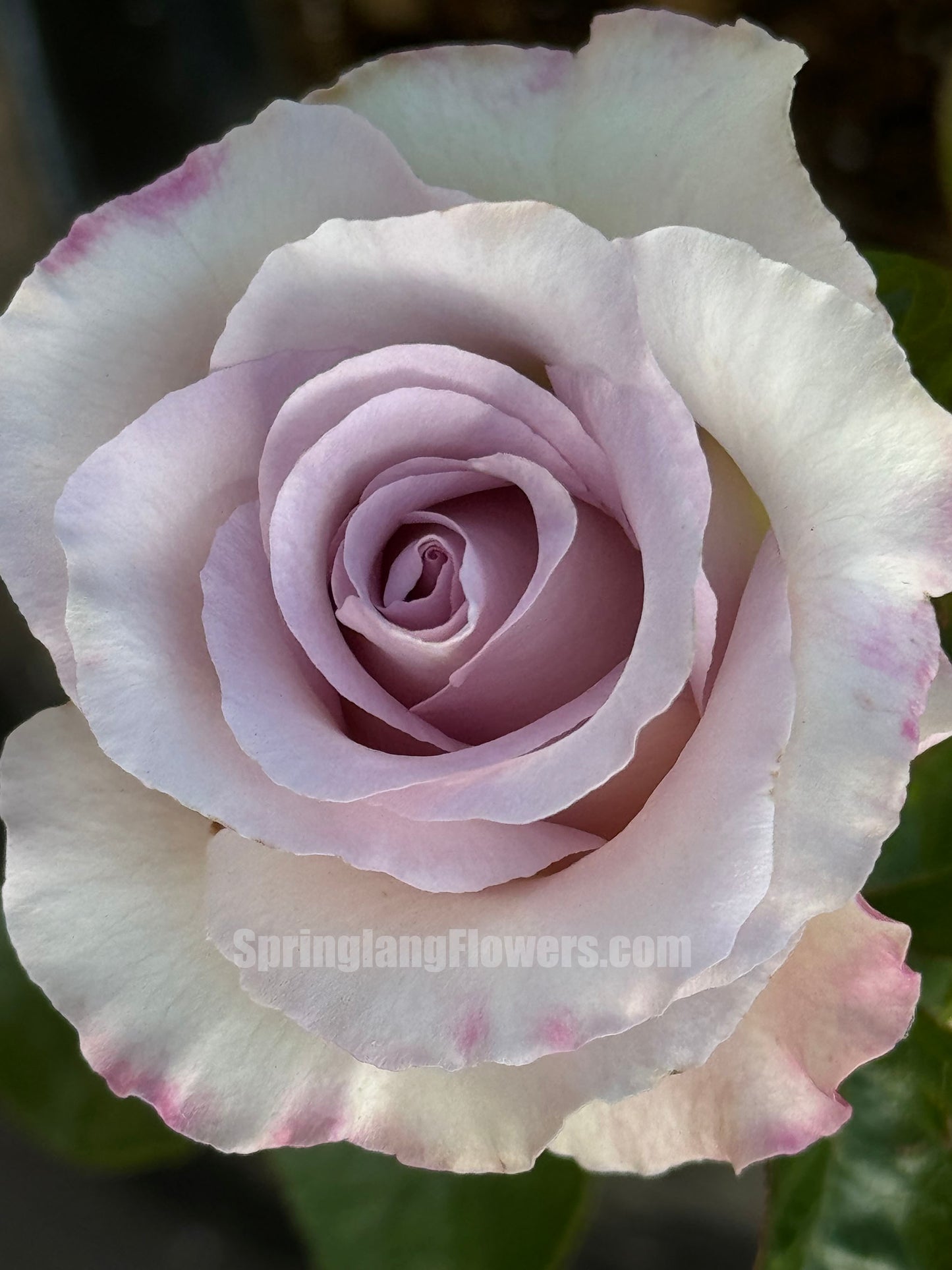 Luxury Nove 天然香水ラグジュノーブ,  Japanese Shrub Rose,   Non-Grafted/Own Root.