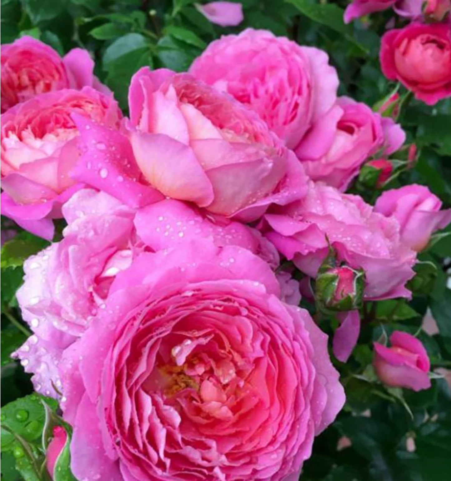 Fragonard 花宫娜，Shrub Rose， Strong Fragrance，Non-Grafted/Own Root.
