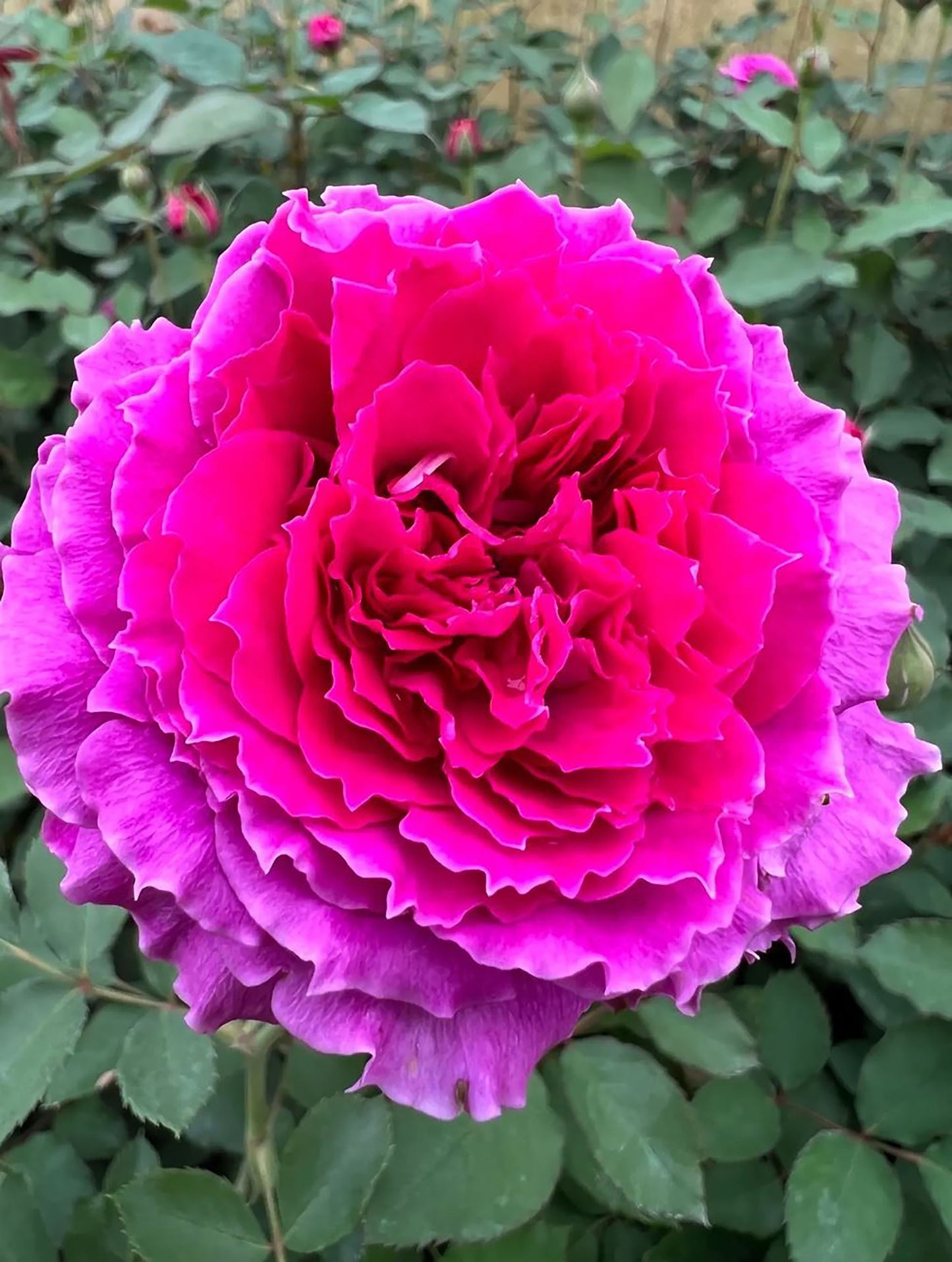 Ramukan 草药 ラムカン,  Japanese Shrub Rose，Strong Disease Resistance and Heat Tolerance,Non-Grafted/Own Root.