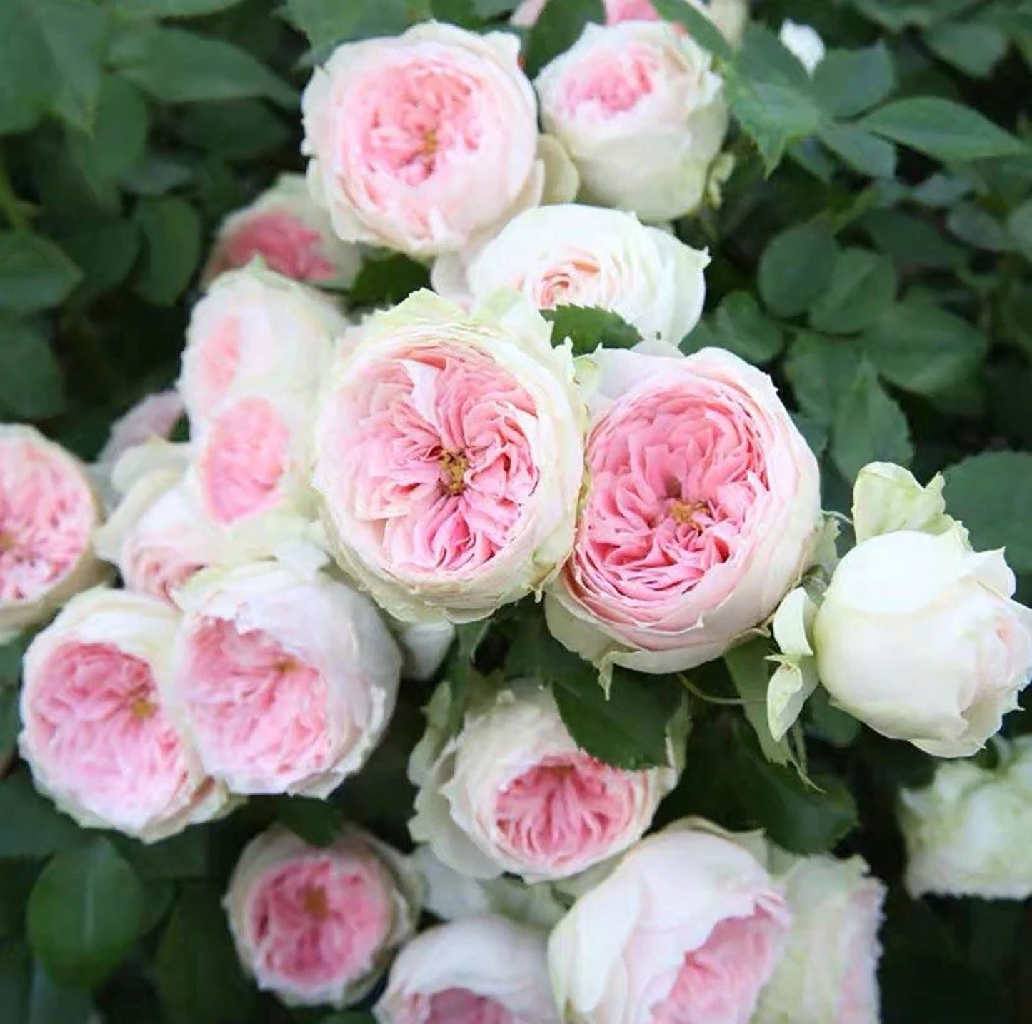 Pompon Veranda 绒球门廊，Medium Pink Floribunda Rose,  Non-Grafted/Own Root.