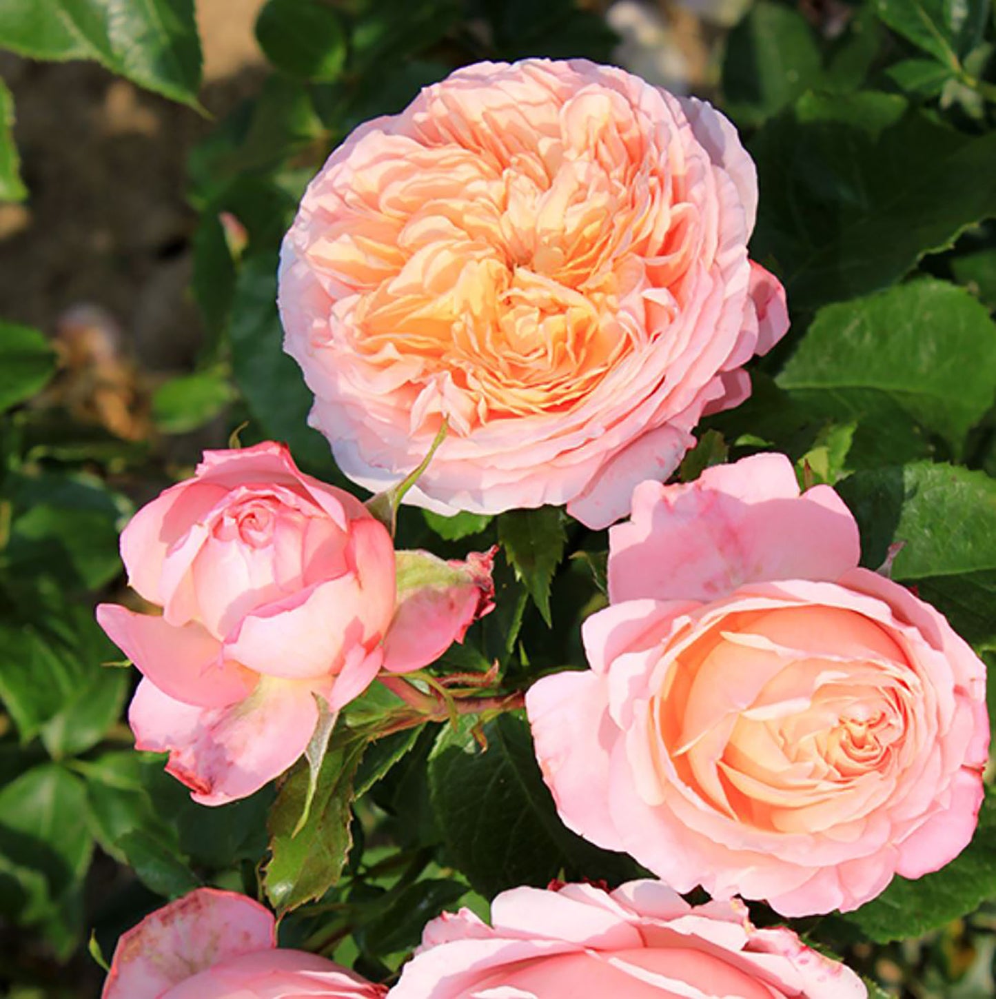 #SPF046，extremely similar to Domaine de Chantilly 玫瑰香橙, French Shrub Rose,  Heat-tolerant, disease-resistant, Non-Grafted/Own Root.