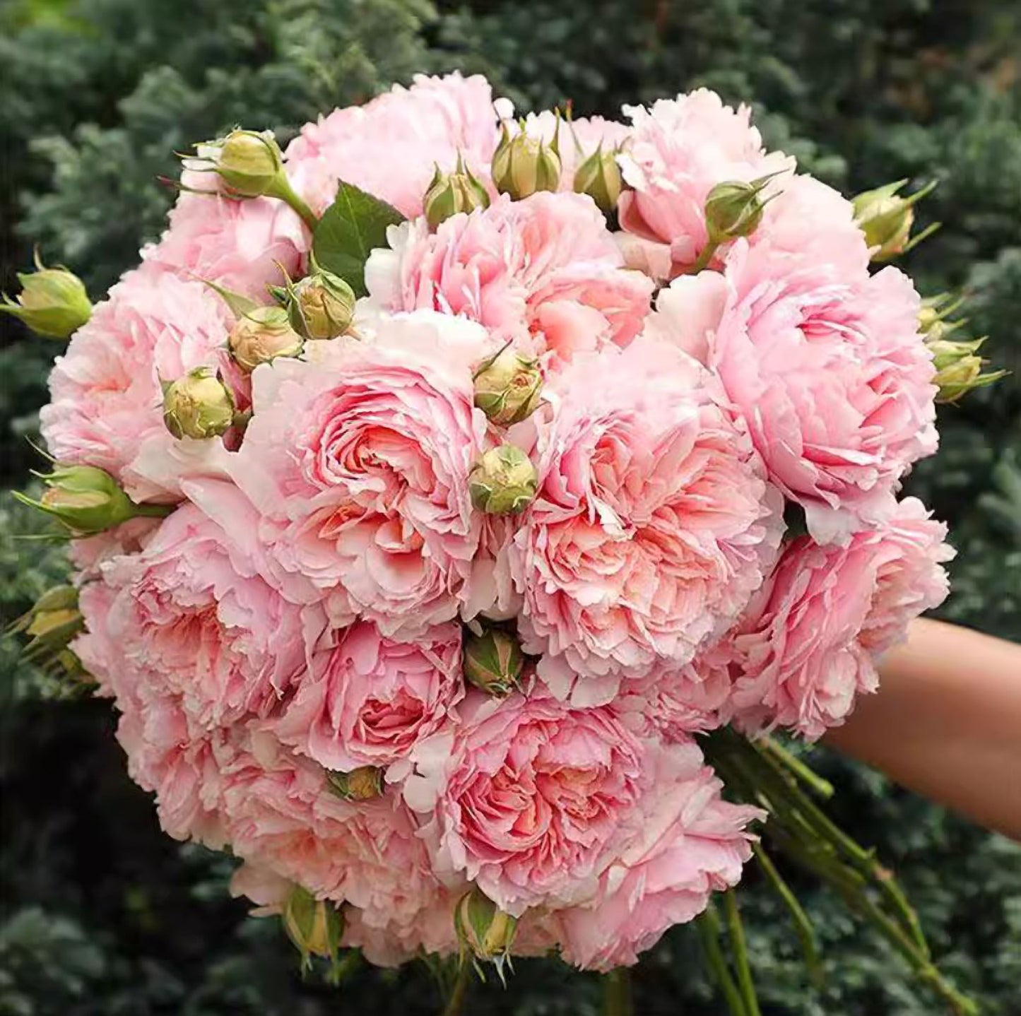 #SPC209, NEW ! 2022. YANZI 妍姿，Floribunda Rose，Heat-tolerant, disease-resistant,  Non-Grafted/Own Root.