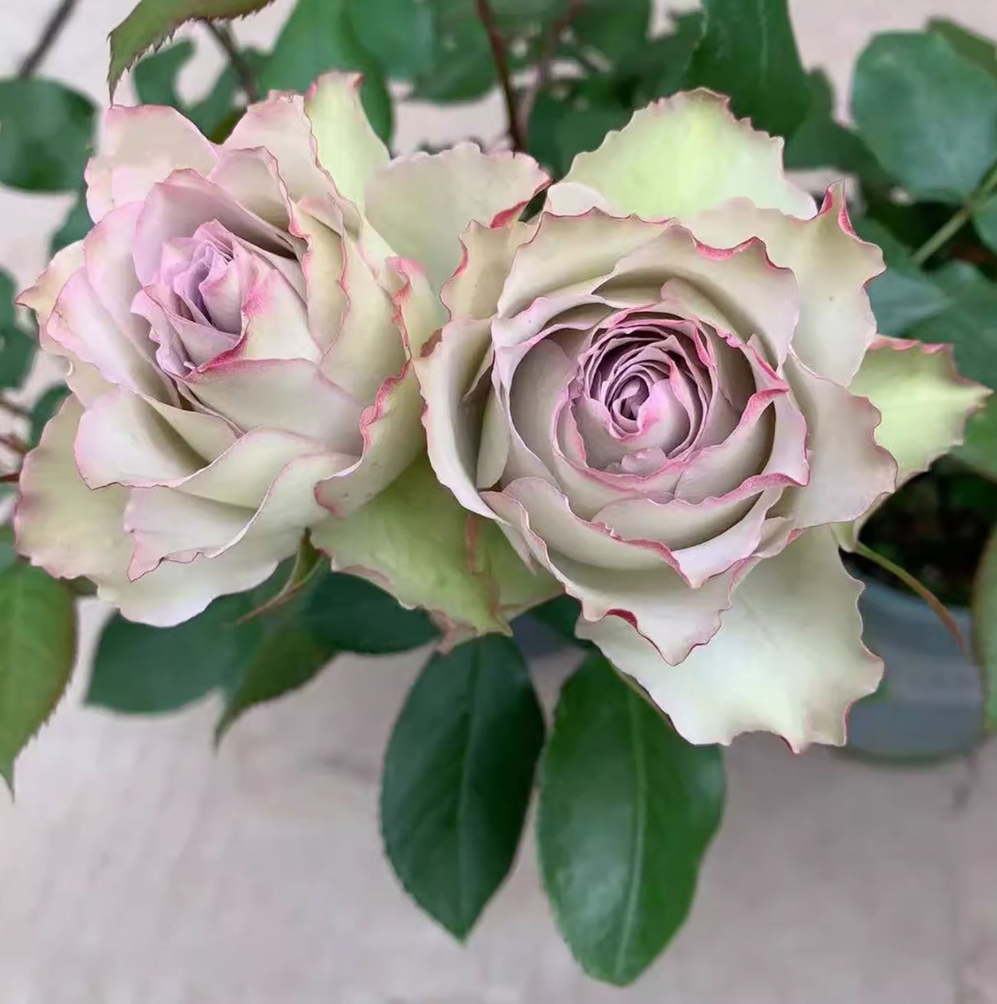 Lapis Veil 青金石面纱 ，Japanese Shrub Rose, Non-Grafted/Own Root.