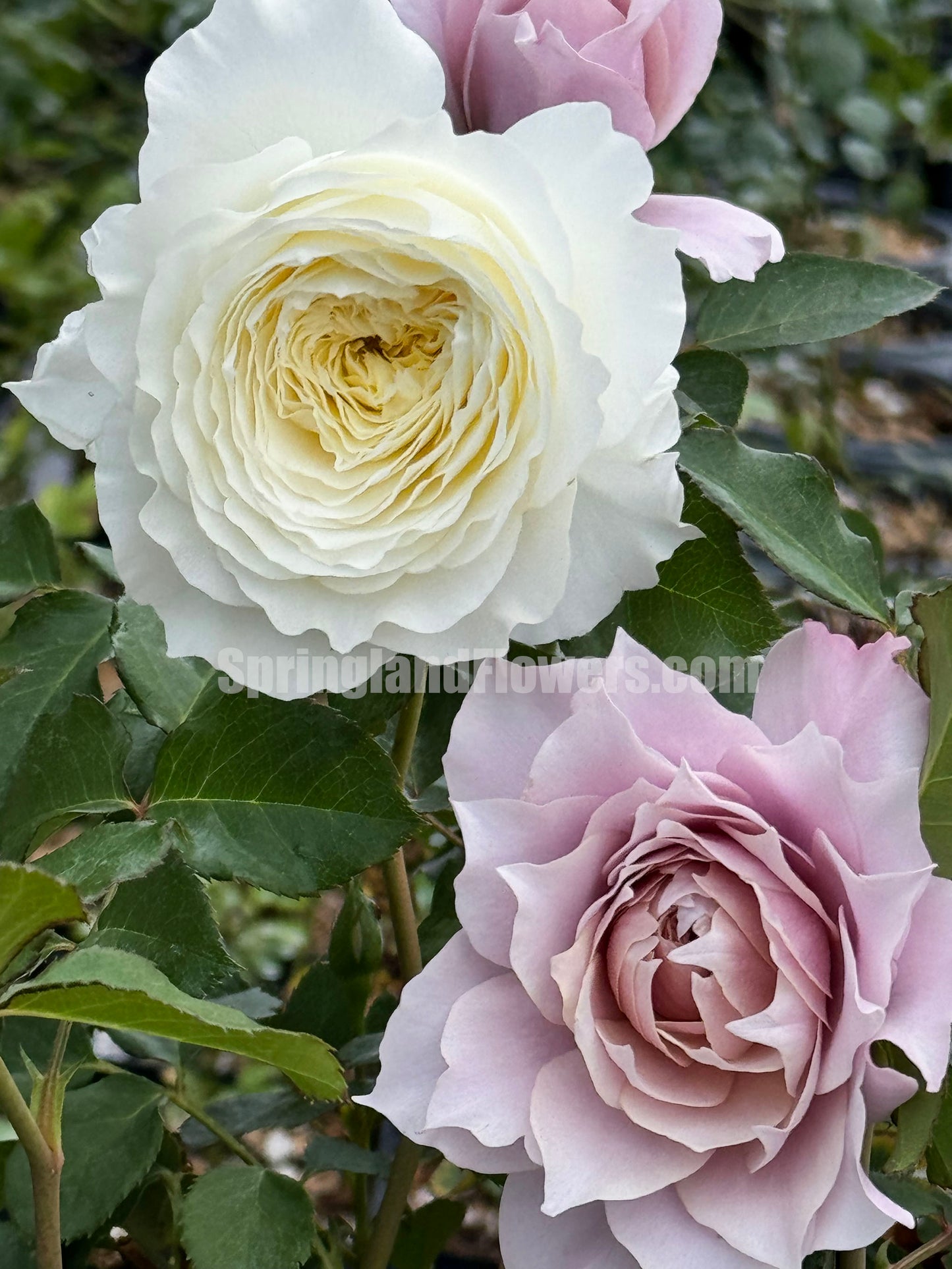 Dreamy Violet 幻紫, Shrub Rose, Heat-tolerant, disease-resistant, Thornless,Non-Grafted/Own Root.