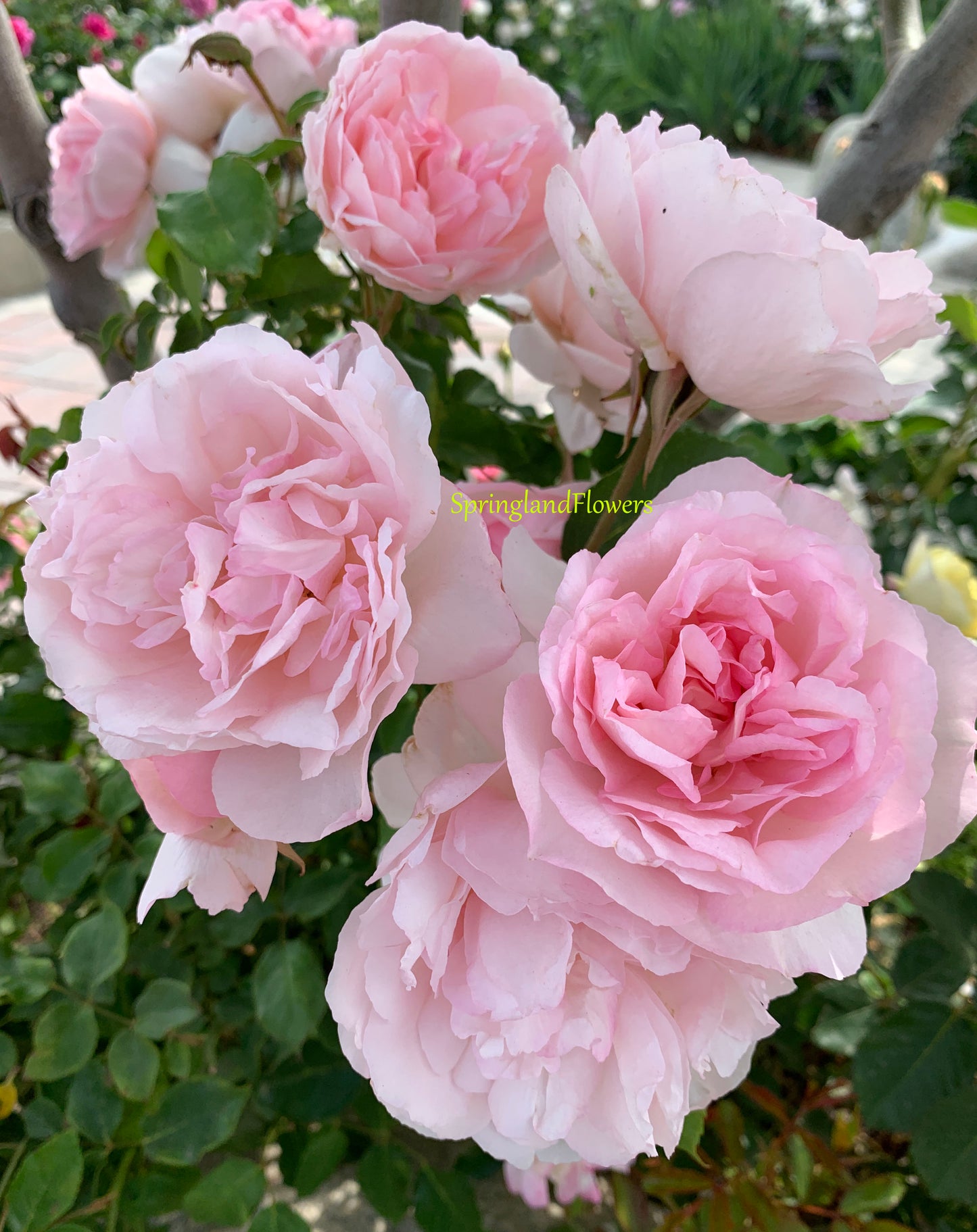 Duchesse de Brabant 布拉班特公爵夫人,Floribunda Rose, Non-Grafted/Own Root.