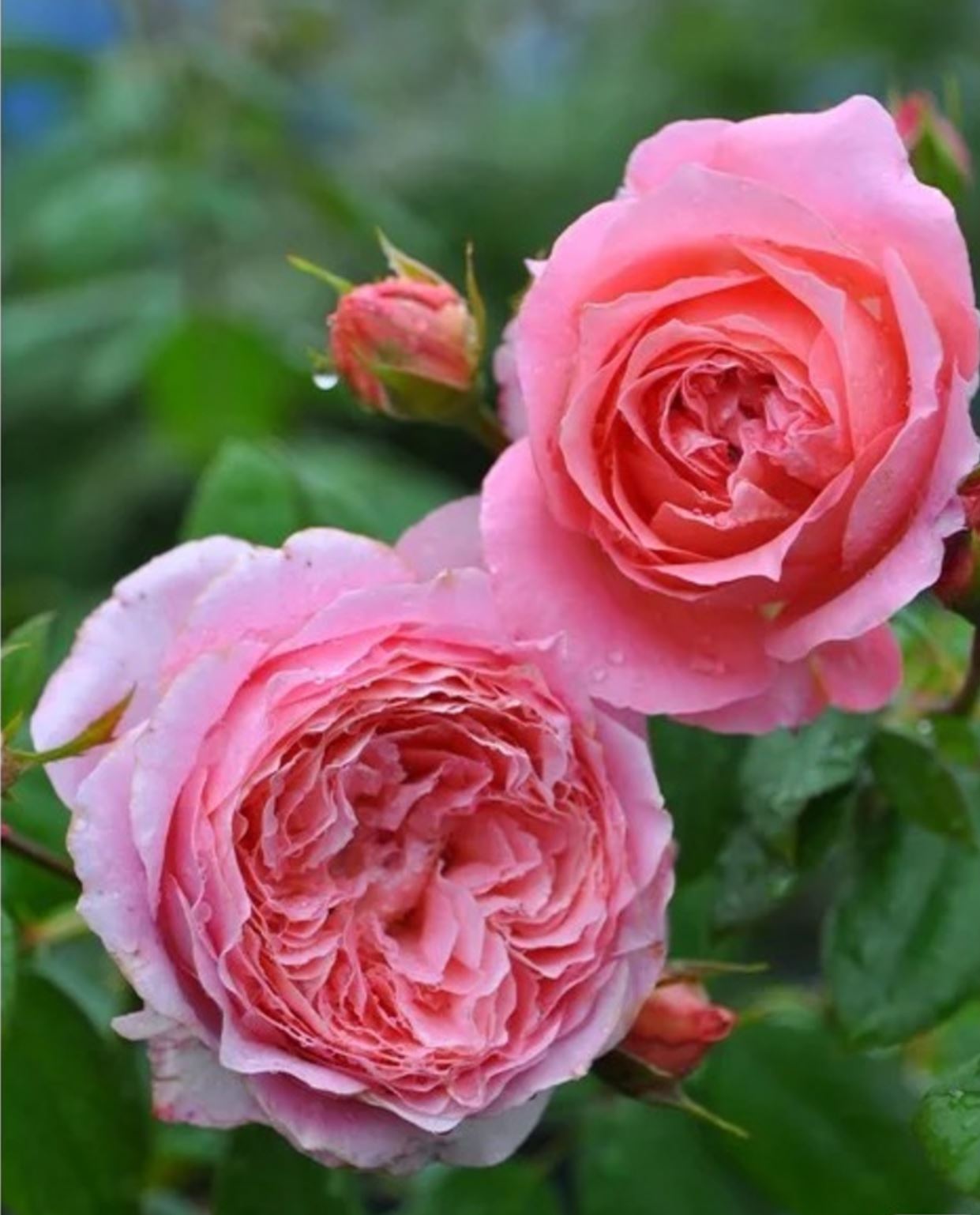 #SPF200, Anne-Sophie Pic 安索菲比克， Floribunda Florists Rose. Non-Grafted/Own Root.