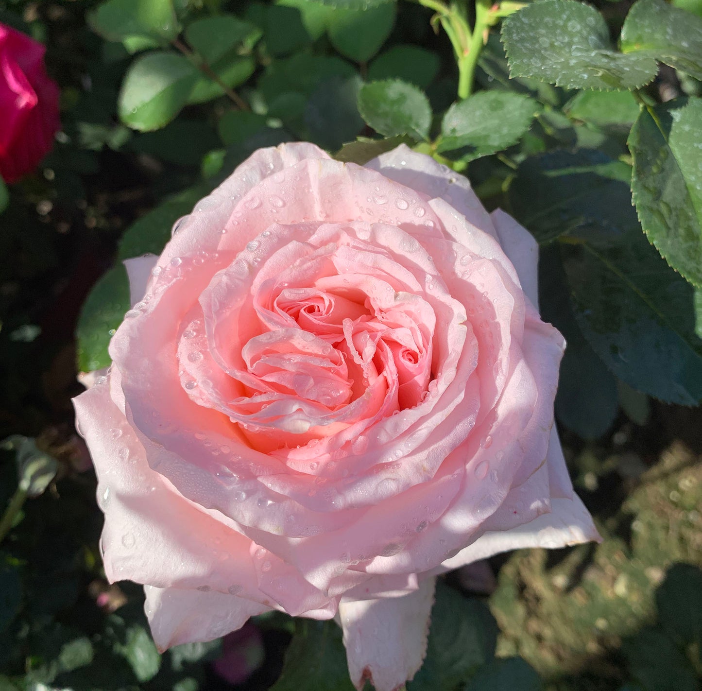 Pink O'Hara 粉色哈娜/粉荔枝，Shrub Rose, Large, Disease Resistance, Non-Grafted/Own Root.