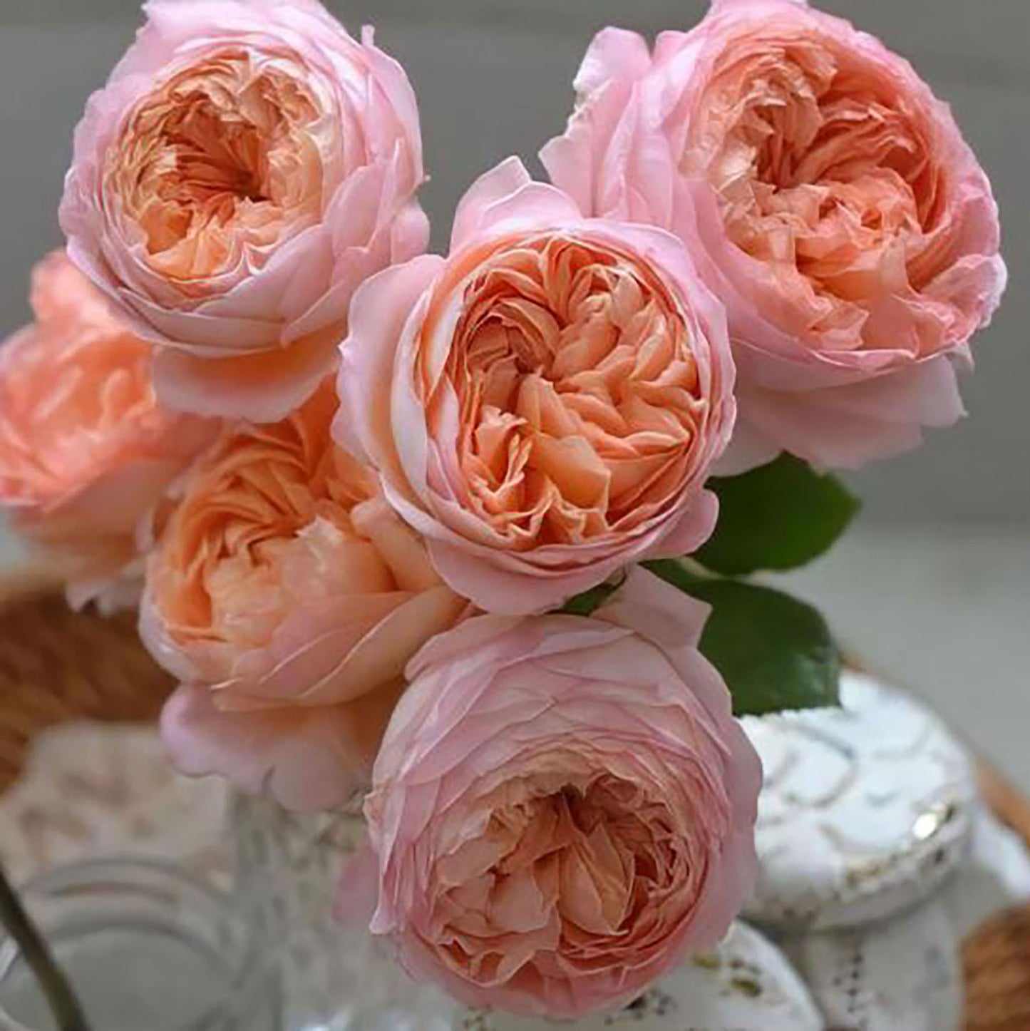 #SPJ033,extremely similar to Confiture 果酱,  Japanese Florist Shrub Rose, Non-Grafted/Own Root.