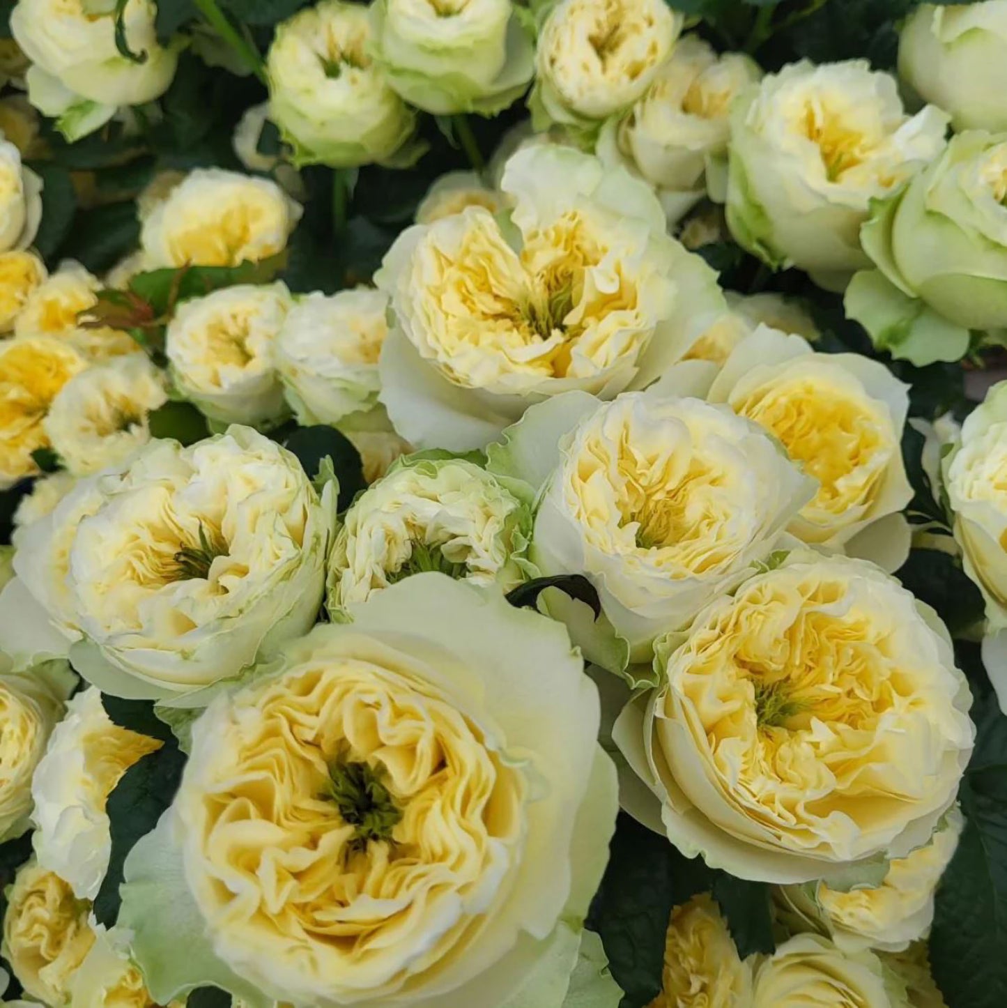 #SPN226, Solsbury Hill Rose 索尔斯伯里山, Florist Shrub Rose,  Heat-tolerant, disease-resistant, Non-Grafted/Own Root.