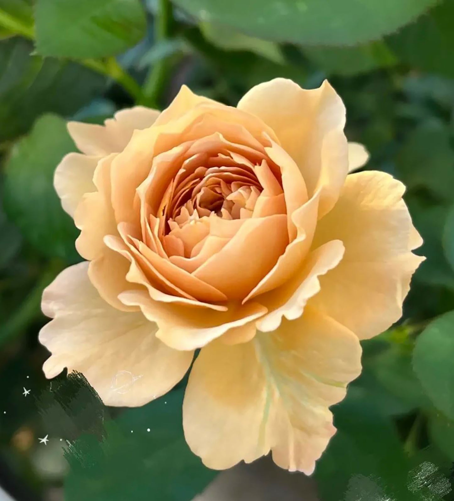 Fragment of Fall 锁清秋，Chinese Floribunda Rose, Upright, Repeat-Flowering, Excellent Disease Resistance.