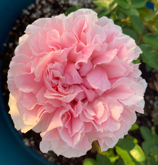 Pink On Pink 粉色丽人，Shrub Rose, Non-Grafted/Own Root.