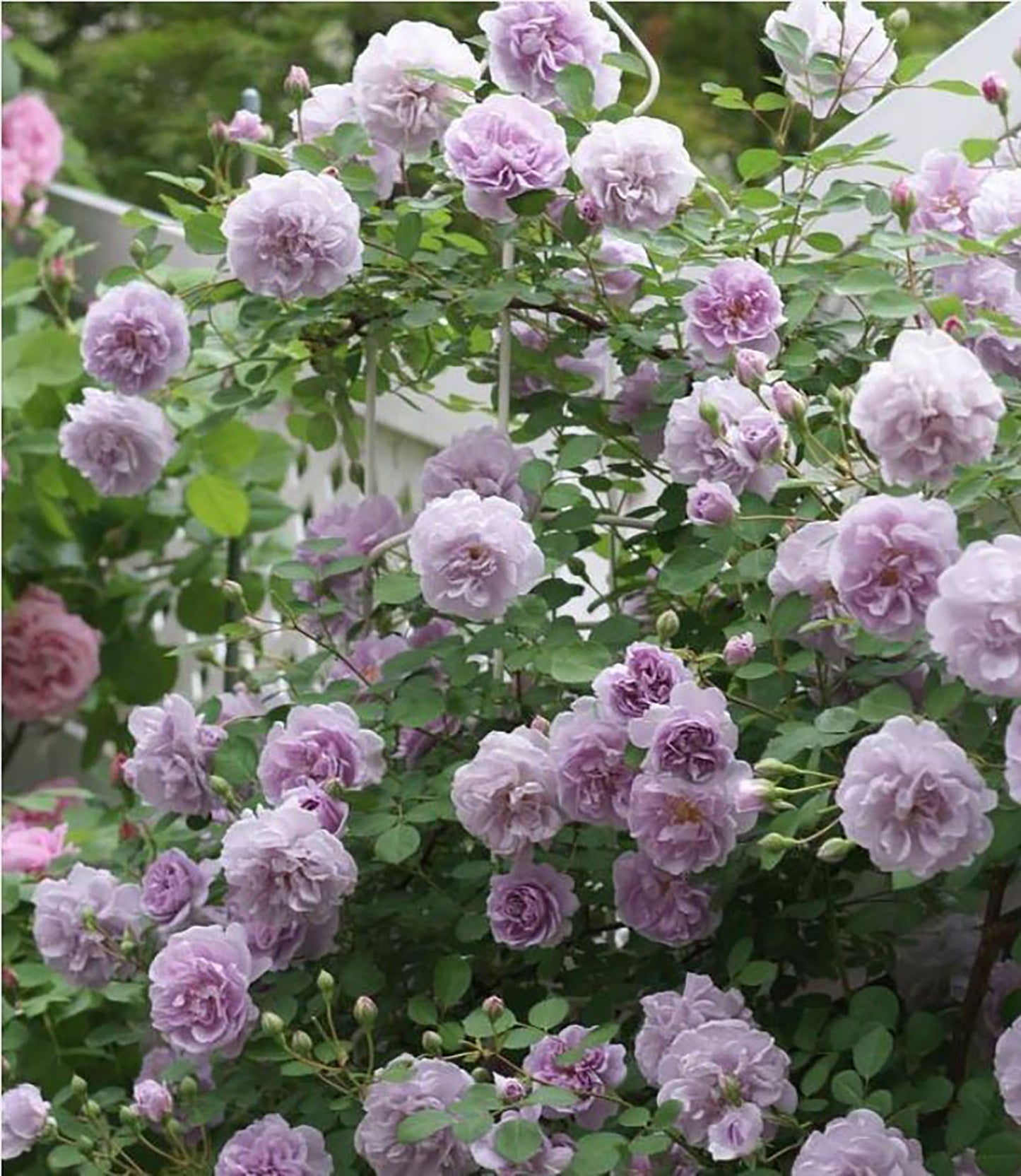 Rainy Blue 蓝色阴雨 ，Climbing Rose，Non-Grafted/Own Root.