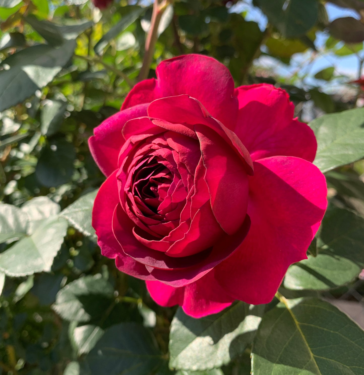 Celestial Night 星空之夜, Floribunda Rose, Non-Grafted/Own Root.