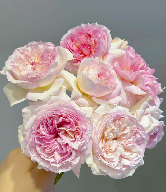#SPJ243, Träumerei 梦幻曲, Japanese Floribunda Rose，Heat-tolerant, Disease-resistant. Non-Grafted/Own Root.