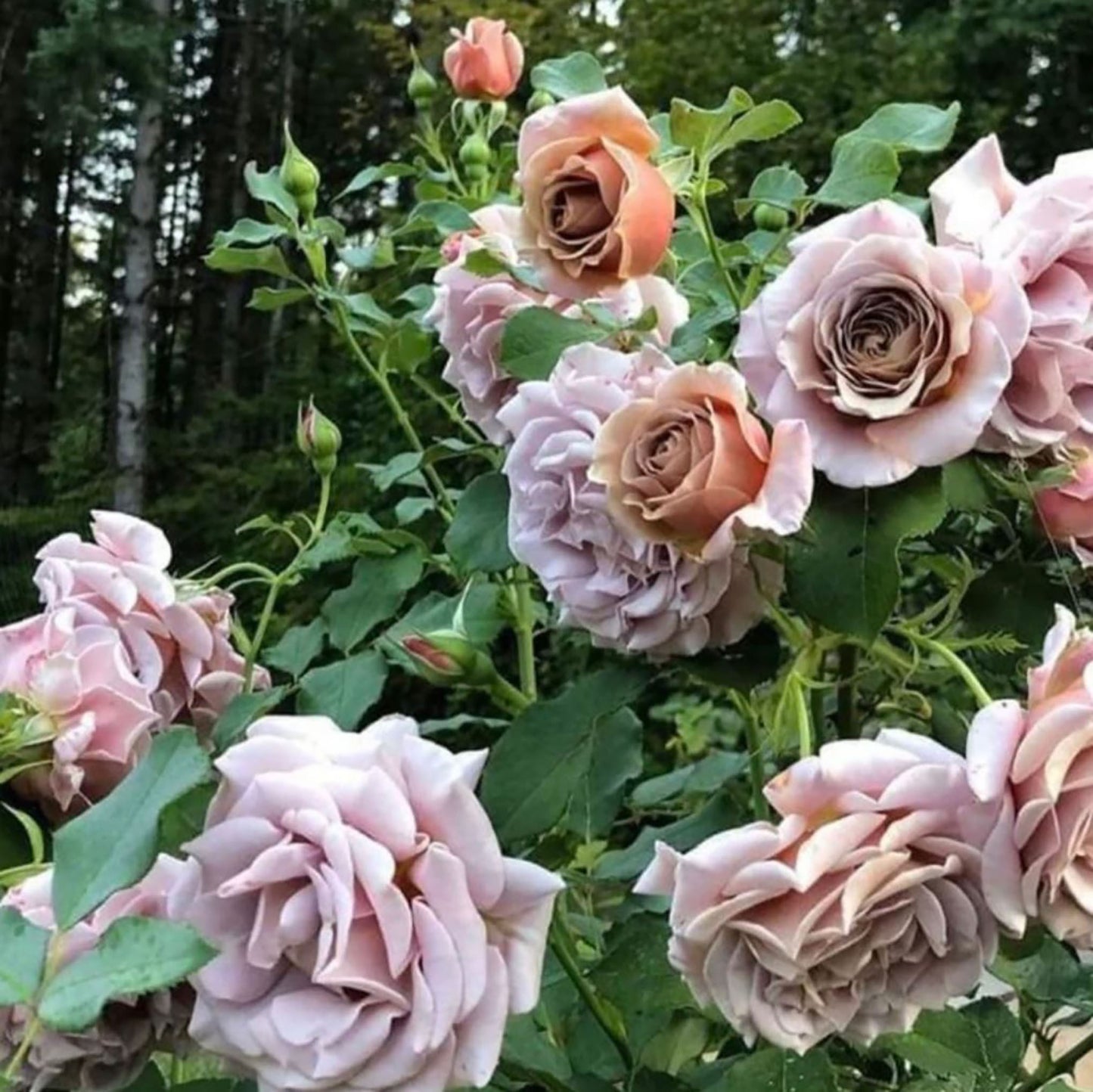 Koko Loko Floribunda Rose,Non-Grafted/Own Root.