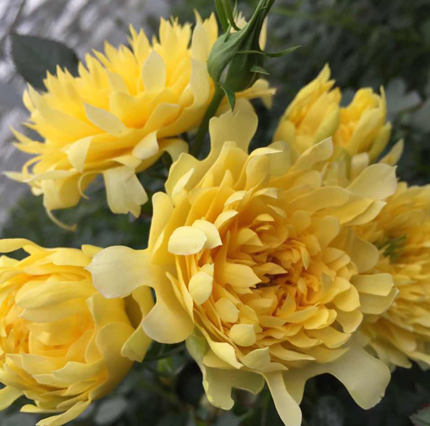 Fireworks Ruffles 烟花波浪，Floribunda Rose, Upright, Heat Resistant, Strong Disease Resistance，2 Years Old 1 Gal, Non-Grafted/Own Root.