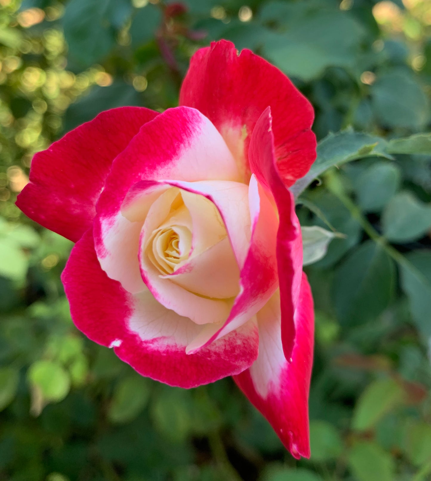 Double Delight 红双喜，Hybrid Tea rose, Exceptionally Fragrant.Non-Grafted/Own Root.