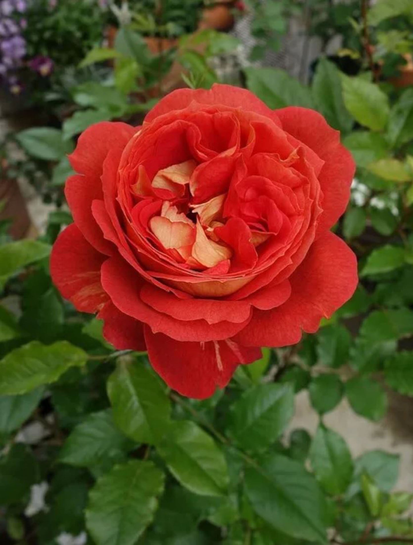 #SPJ161, NEW!  2023. Argonauts 阿尔戈英雄，Japanese Shrub Rose, Non-Grafted/Own Root.